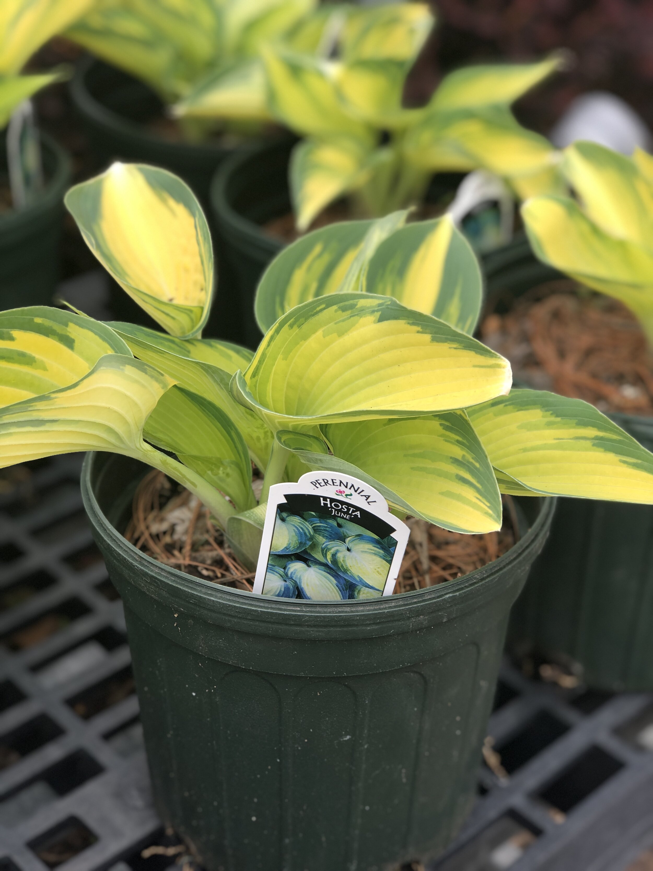 12F02FEA-7630-4C17-84DD-1B33E8BC64FA