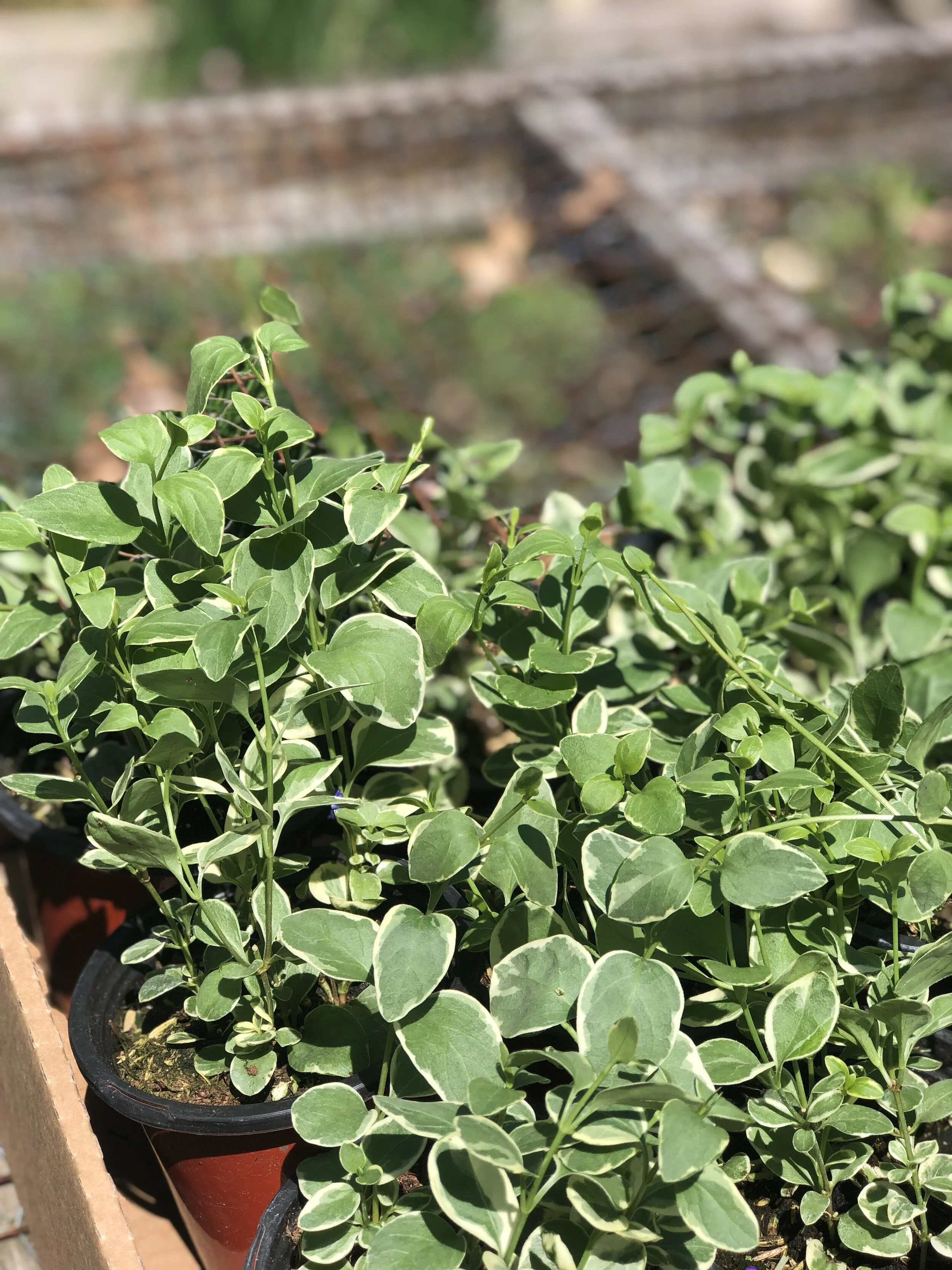 8CA21C66-4F16-4BCE-8E1A-3AB1FDF8ECBE