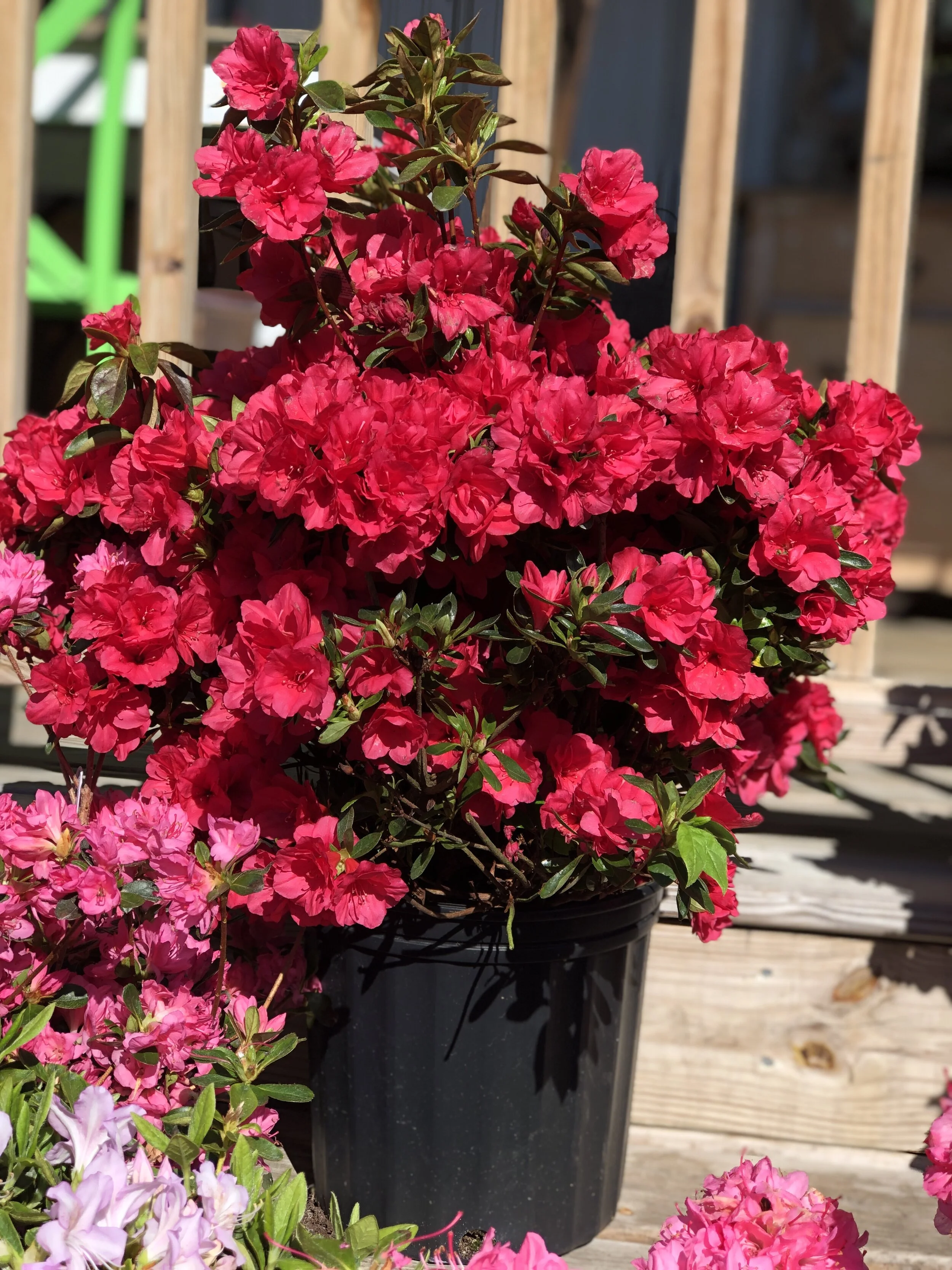 1BF44FE4-C640-47D2-A55E-E948EBC2BE9C