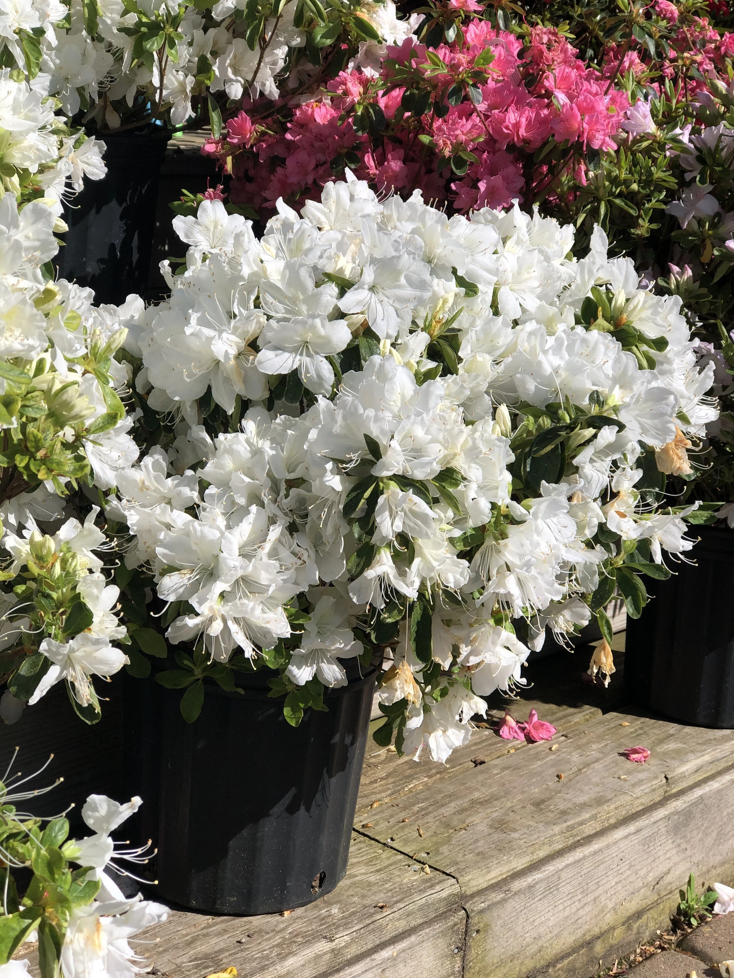 9B6CE423-EA0A-4471-AEEF-4D22D24F4A34