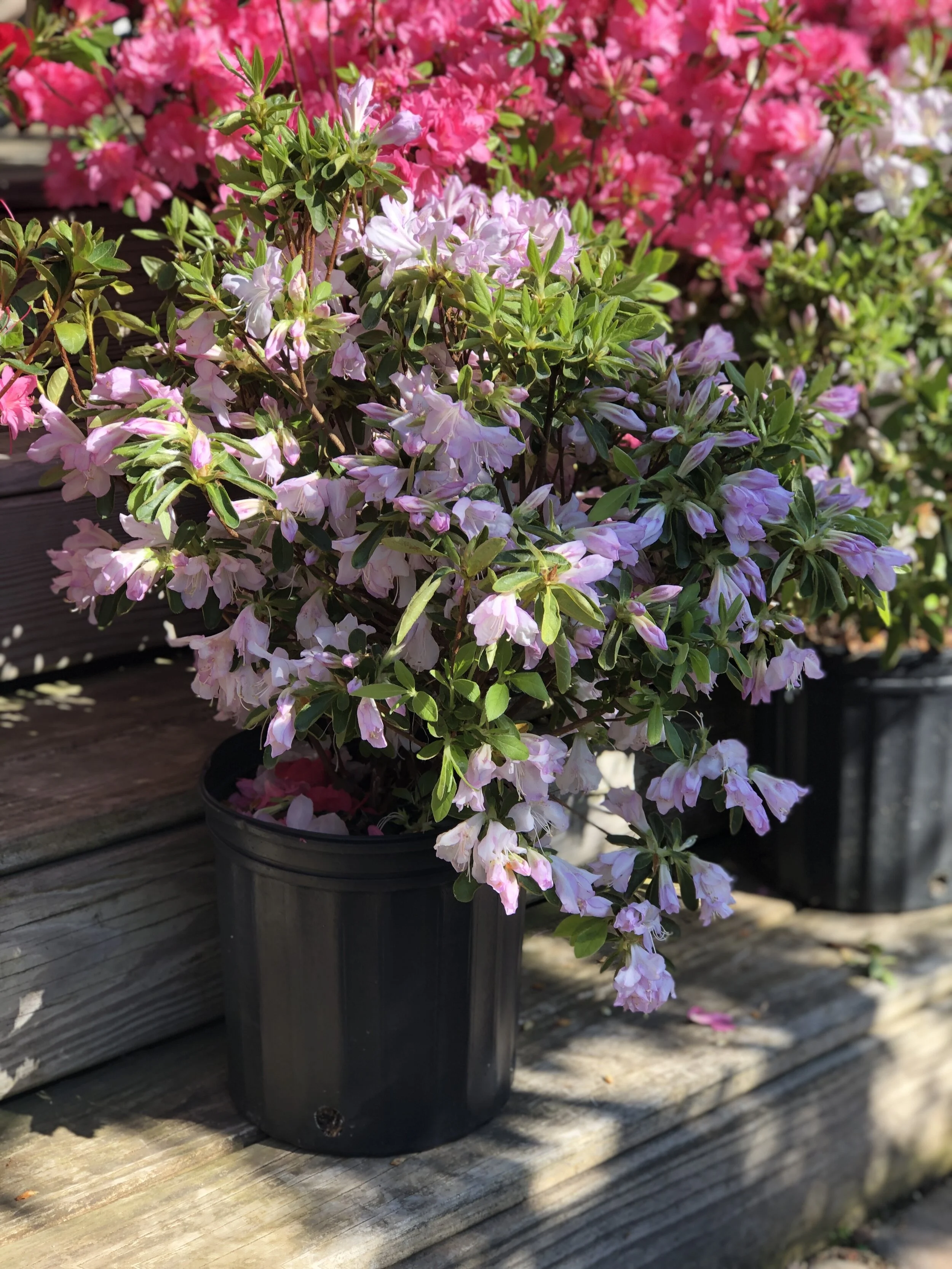 52FE6B5F-99FE-4C8F-AF7C-F92166B282A8