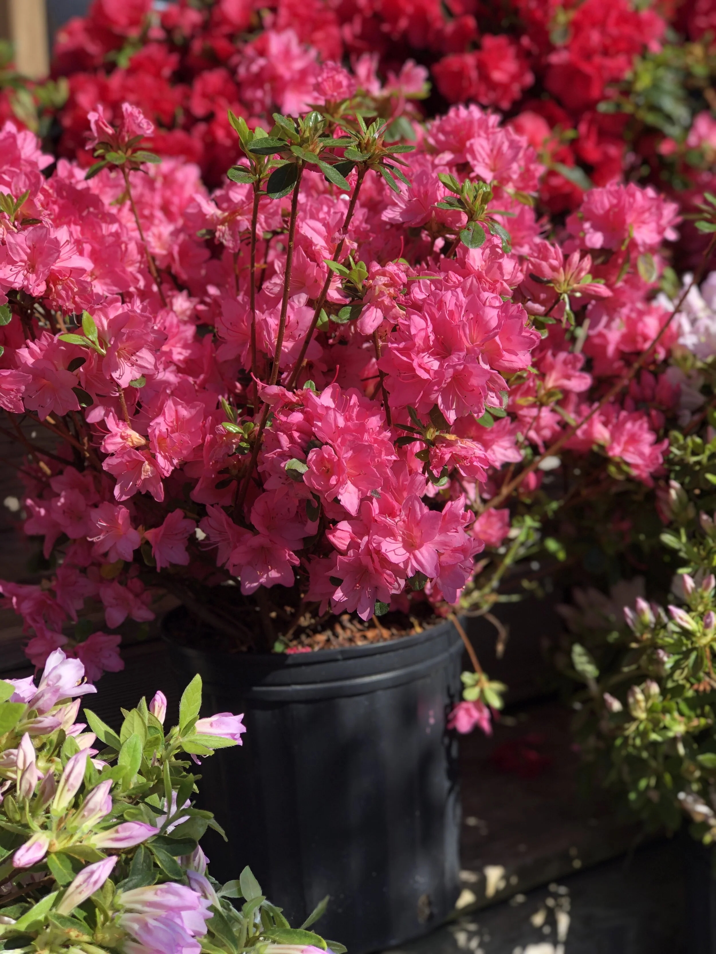 34E0A8D5-43C7-4F53-ACCE-CF0E2323DC74