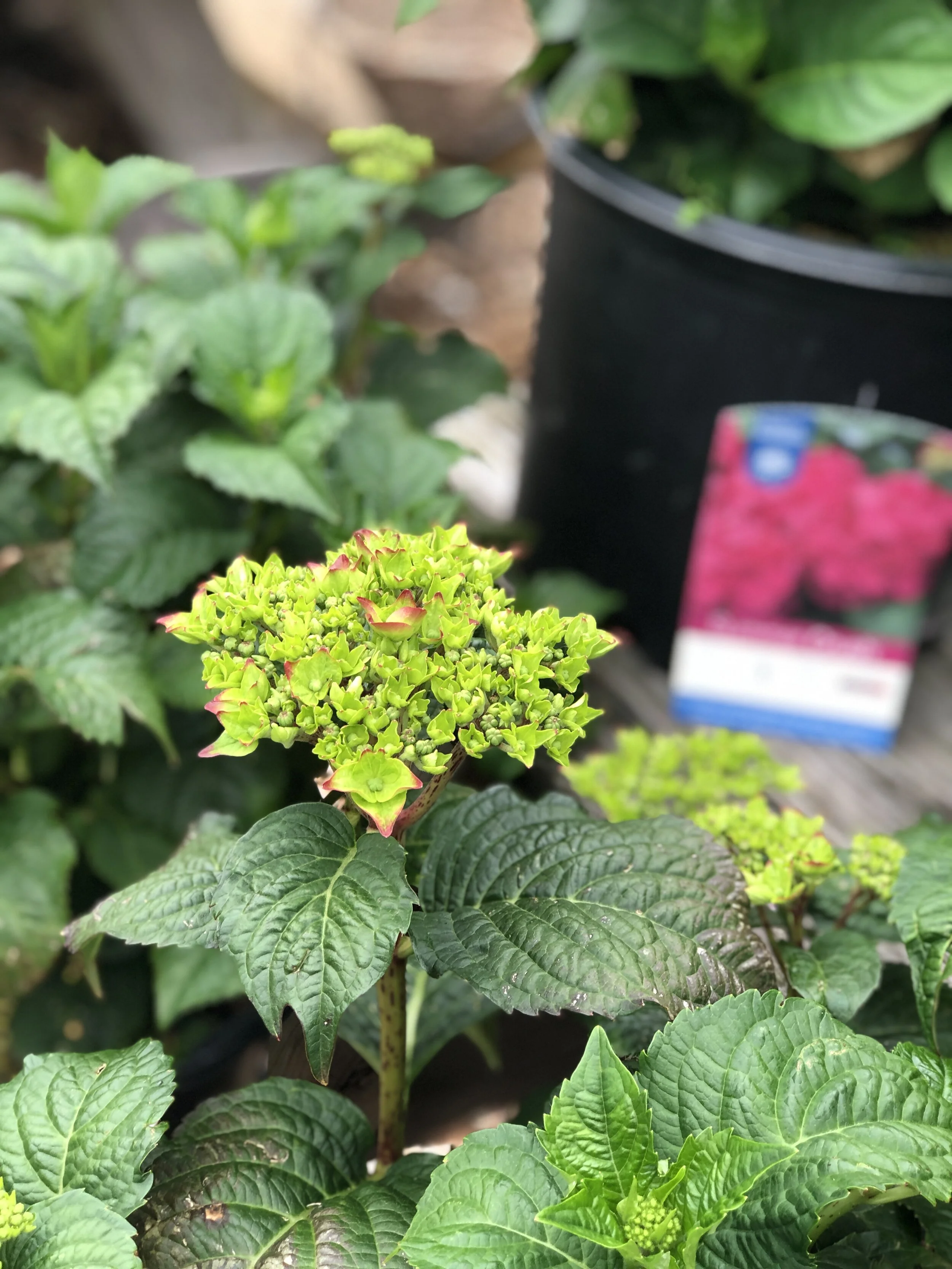 6A3496D7-C771-45AE-8C46-D512EA3F44F2