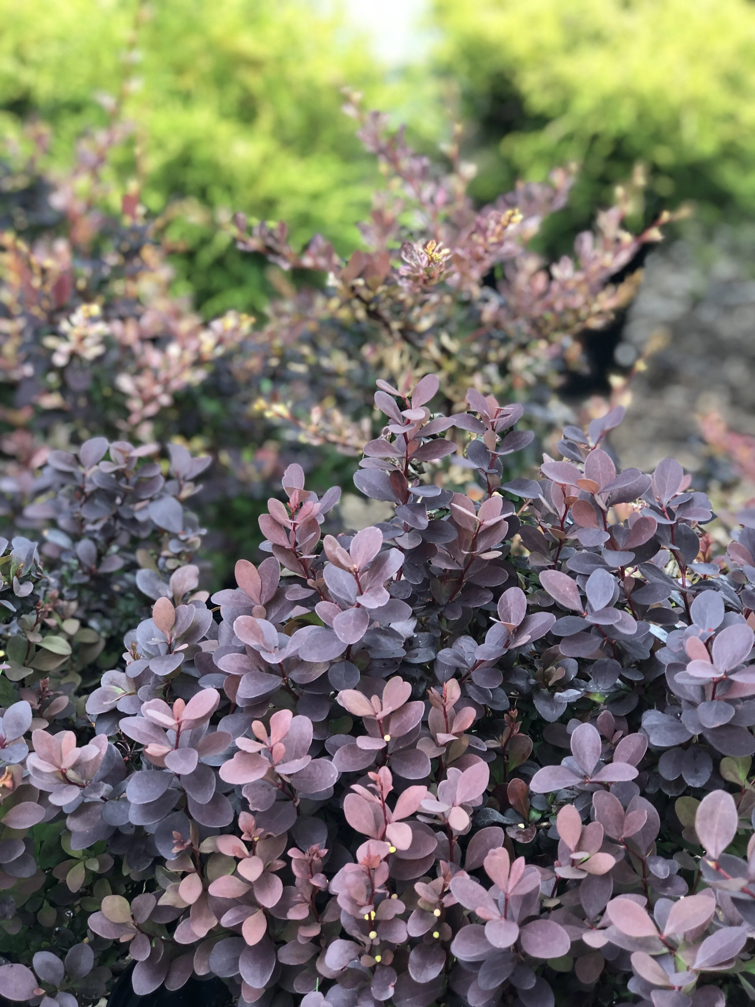 5EF4BBE7-468D-4E15-BD47-74042D67DFD1