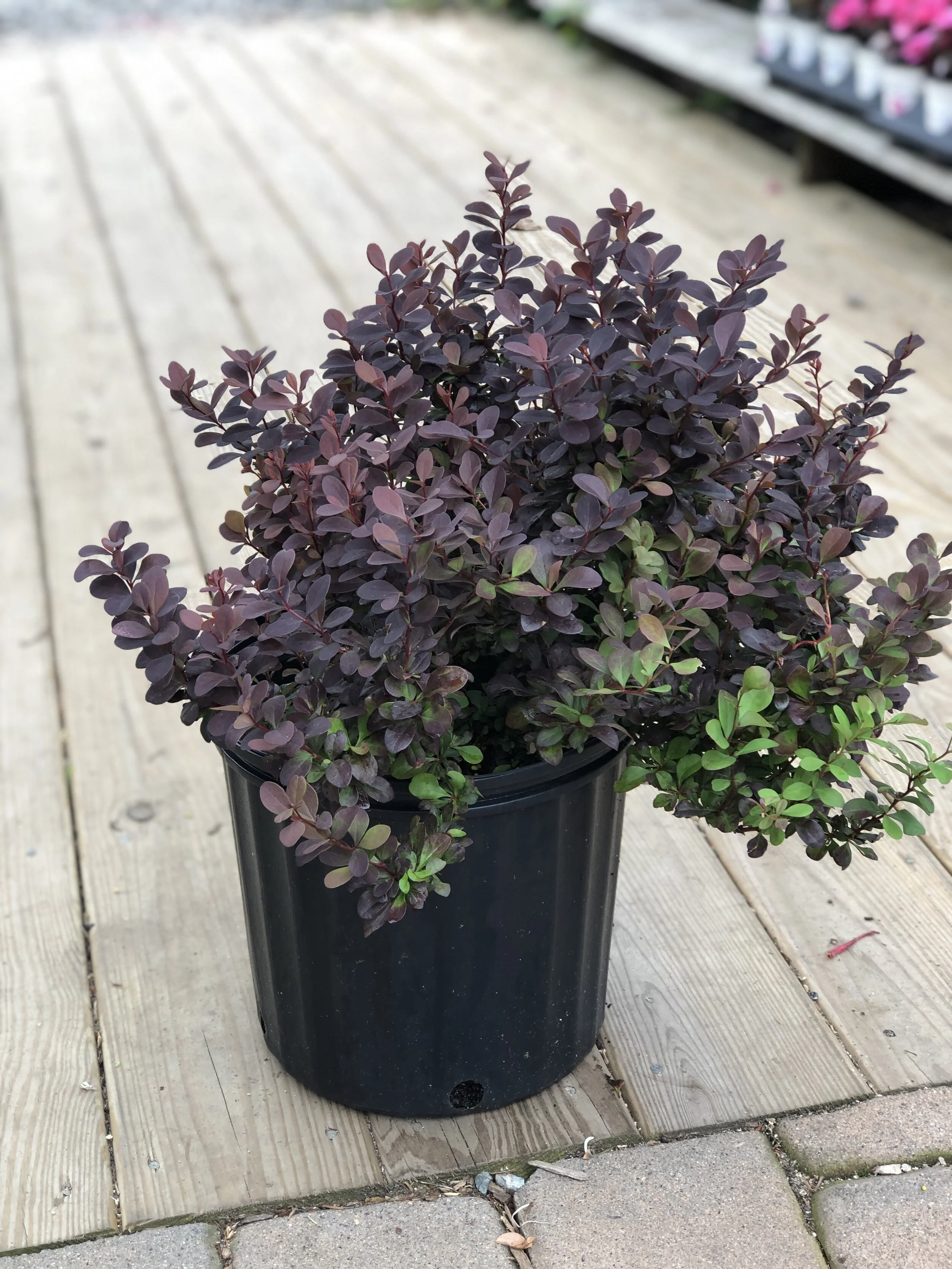 07726EA8-B5AB-4FFA-8FD4-0722C92DC504