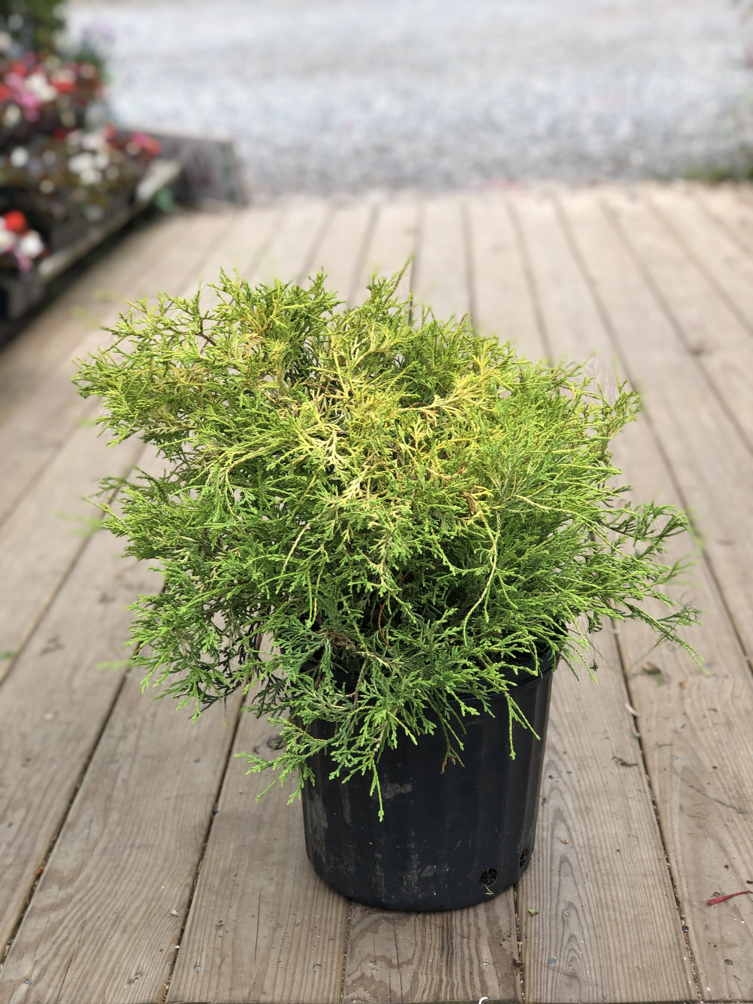 F278D00D-7611-4BC0-AAAF-969D6E6D3DE3