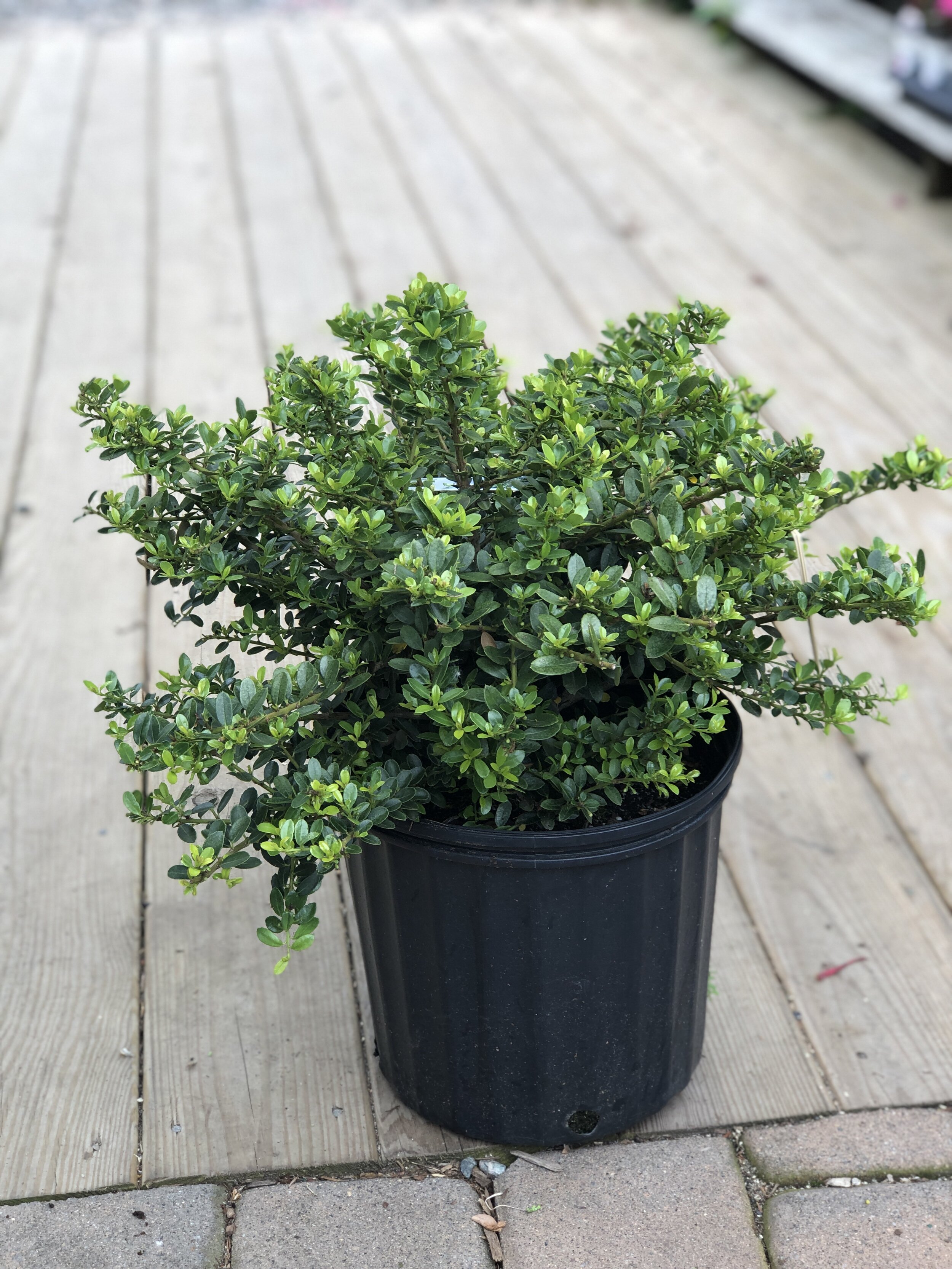 4AA7EBF0-7179-48EA-AFD5-09272DD39D99