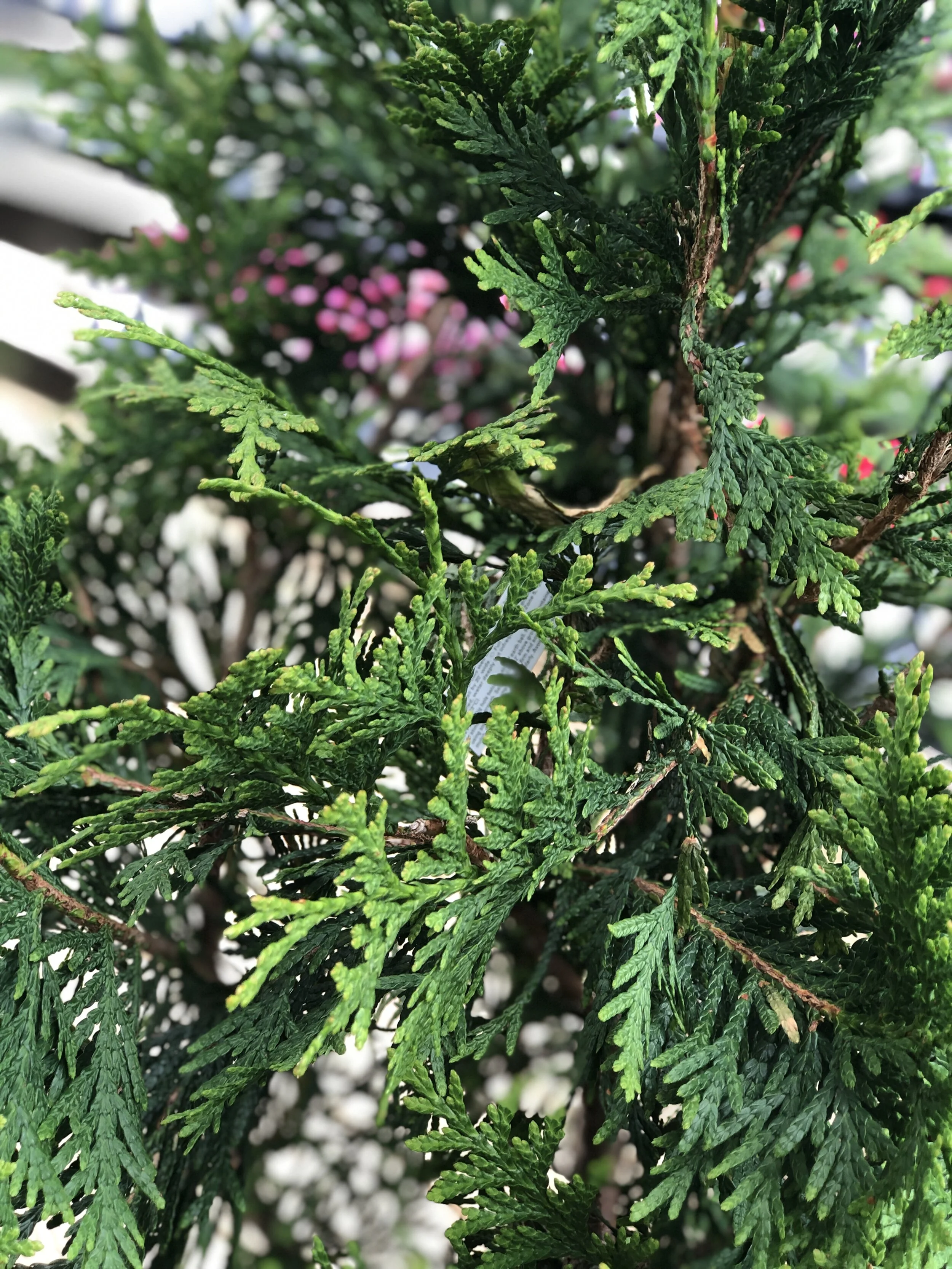 BC8AE757-9E6D-4C36-B505-BF0213BAF3F6