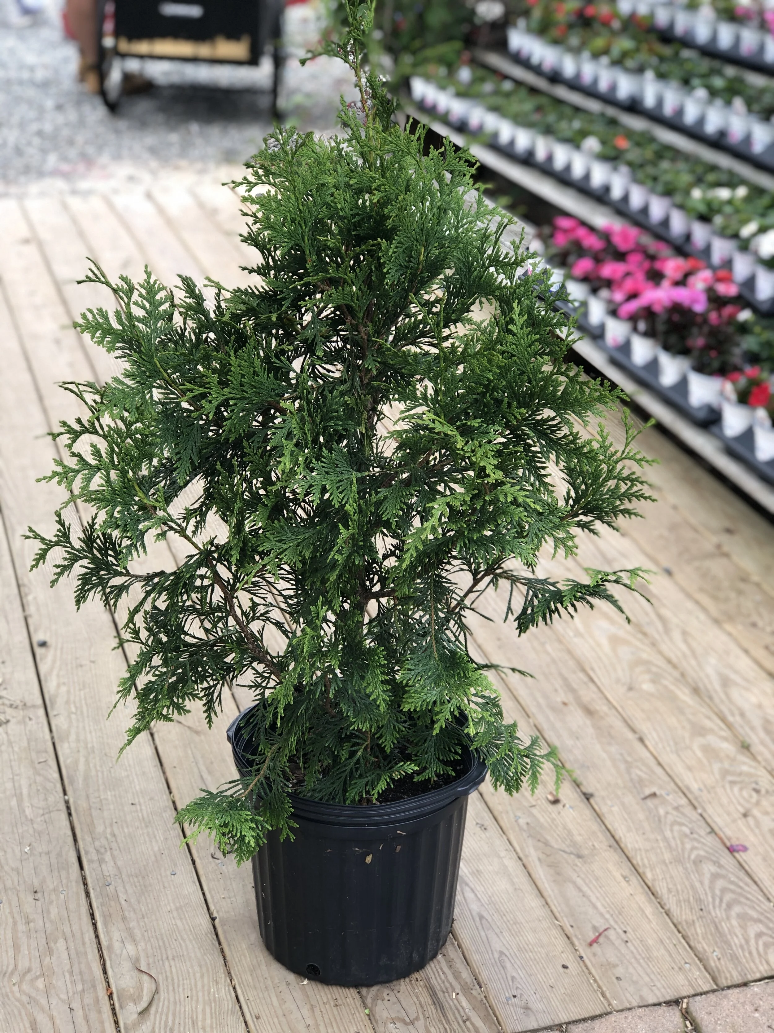 DF7CF934-D1F2-4D3E-817B-DCE9D66B6AF4