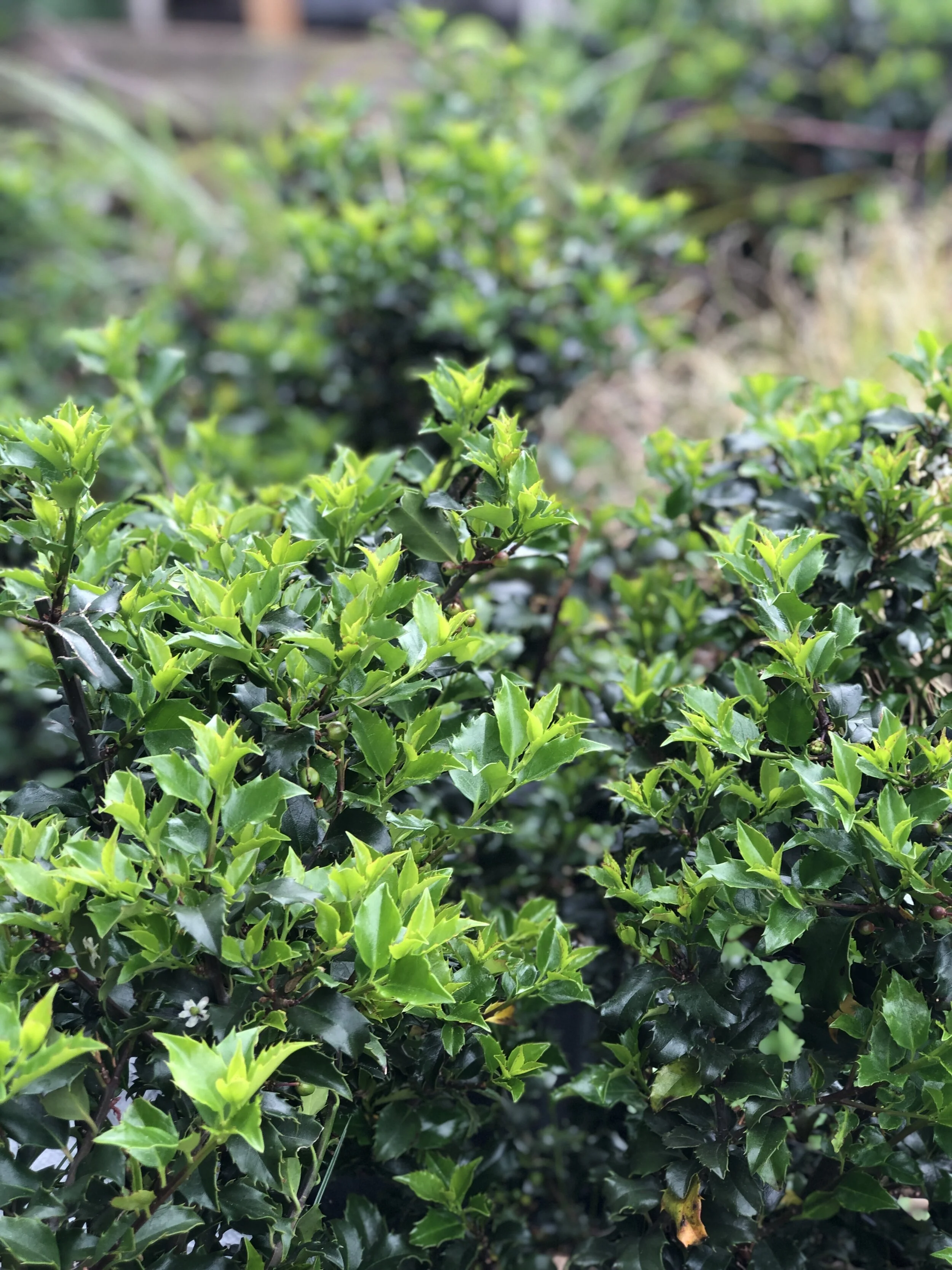 3EC70451-6416-4D61-9F4E-D2B78A0D9585