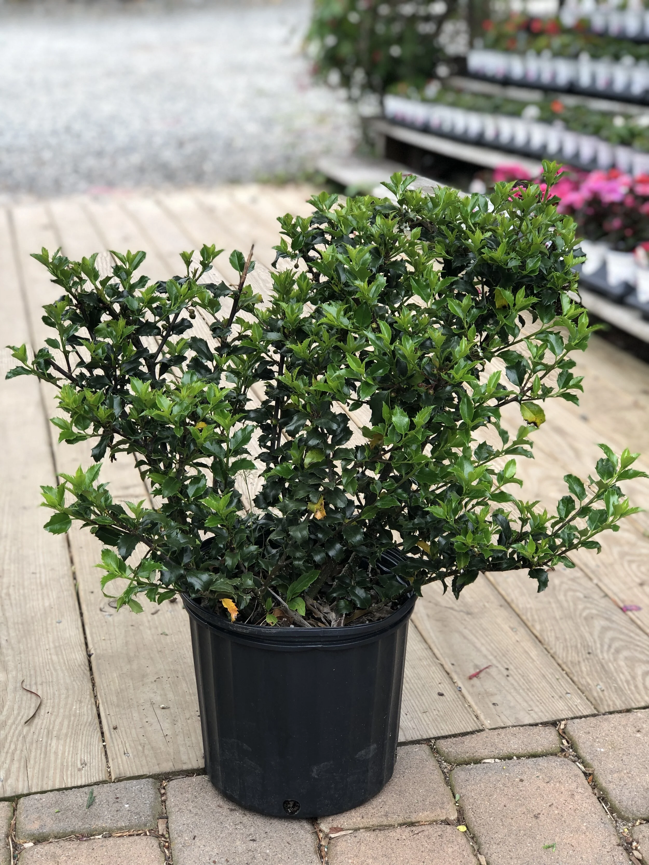 6C4149E1-FC9A-481B-83C6-597D25AEFEFE