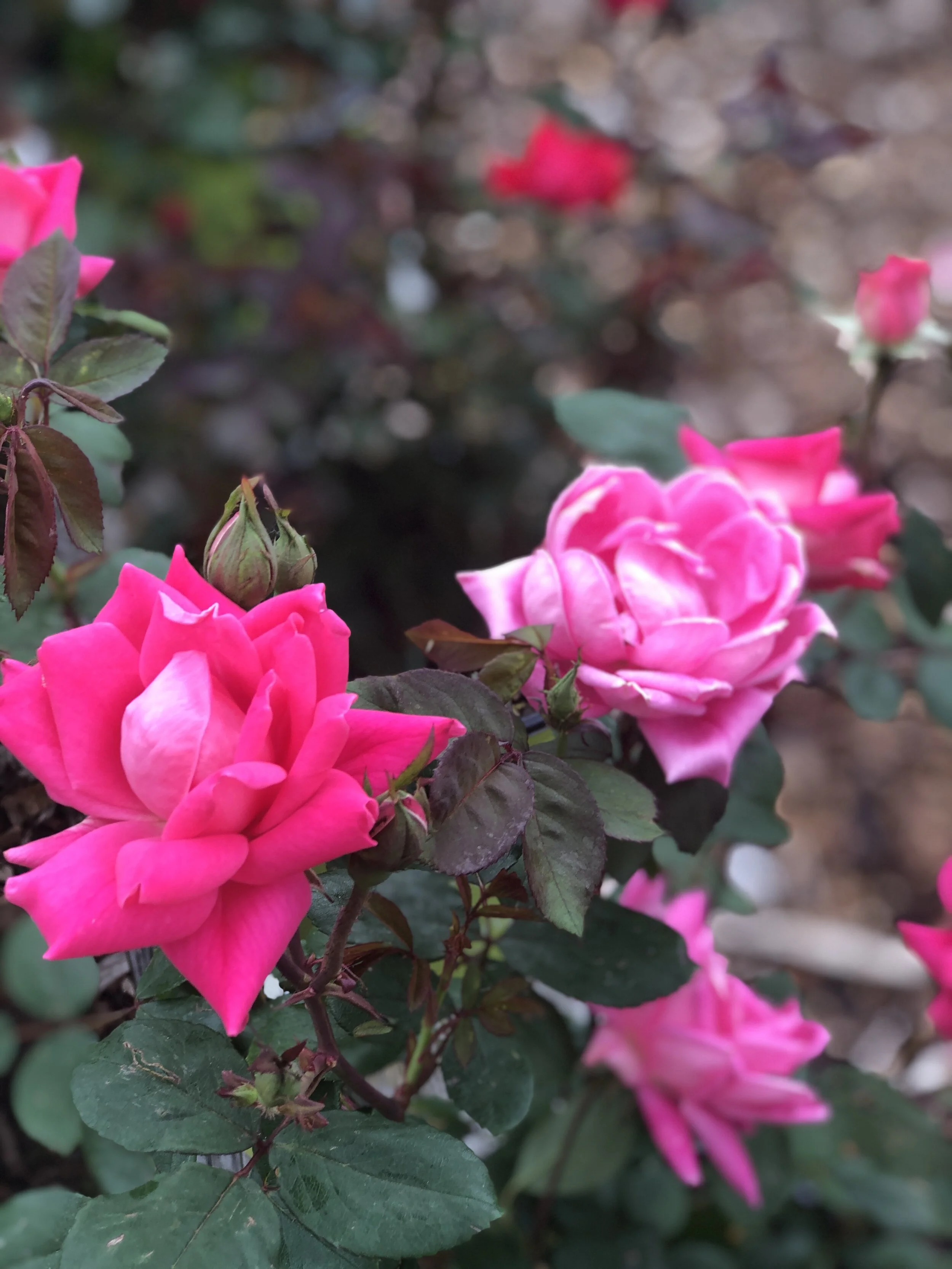 F43CB682-9EDD-41FA-8D97-F7D16ED24EB4