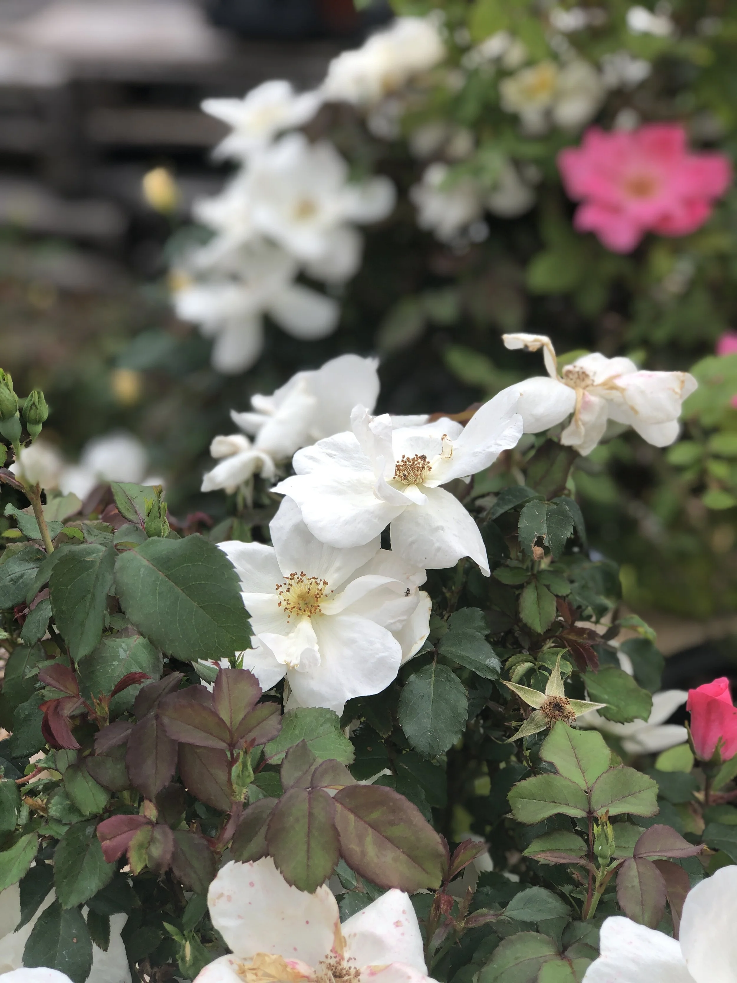 3970CAA2-763E-4EE1-BDAA-54EF4F14FD87