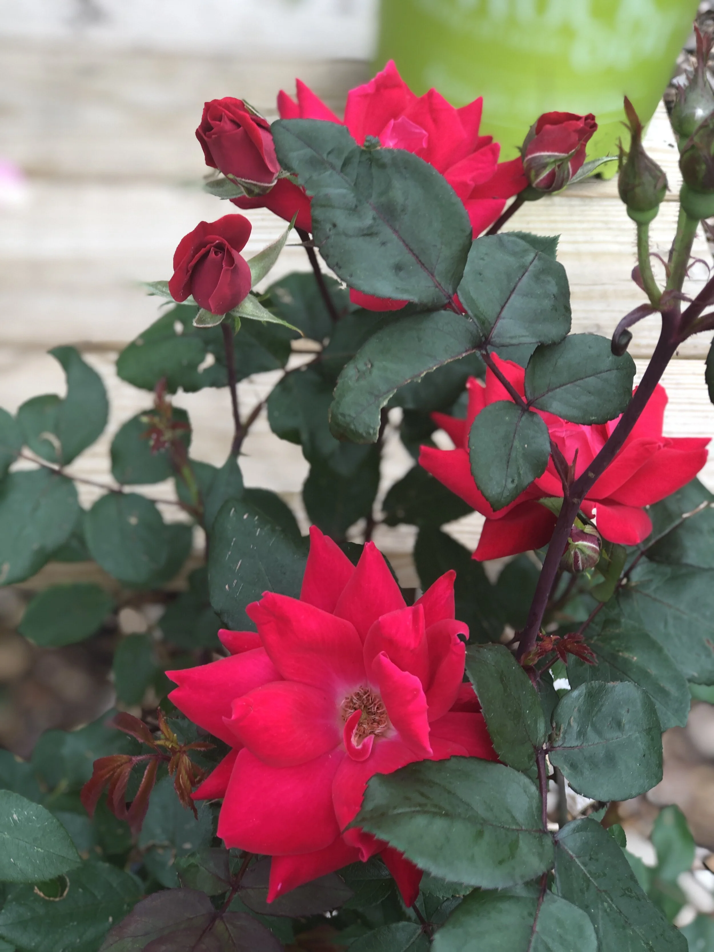 C9EE5F08-917F-4C42-8167-7D46943B562E