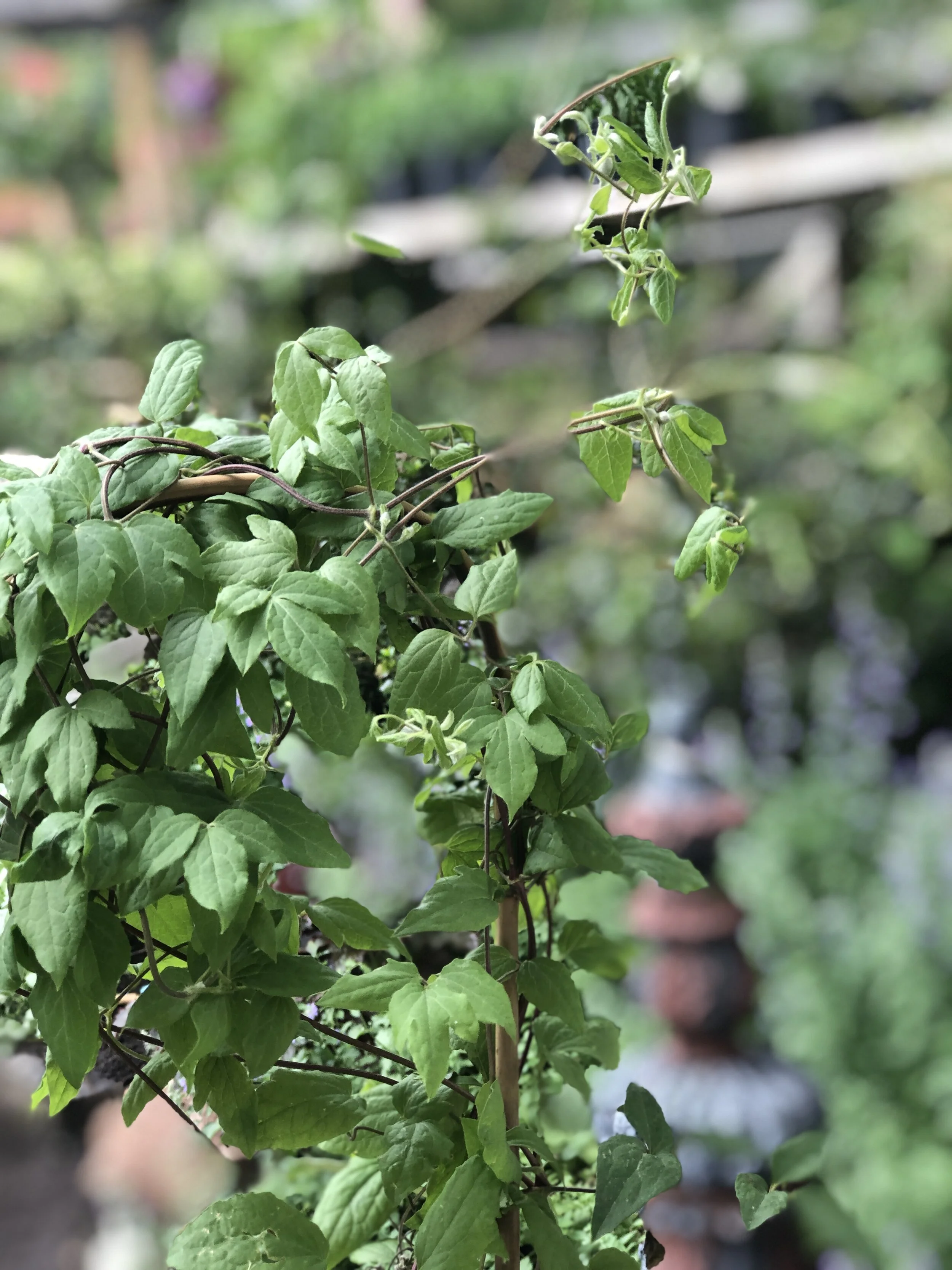 788ECB92-A7D3-41E6-B375-4986FACF6BE6