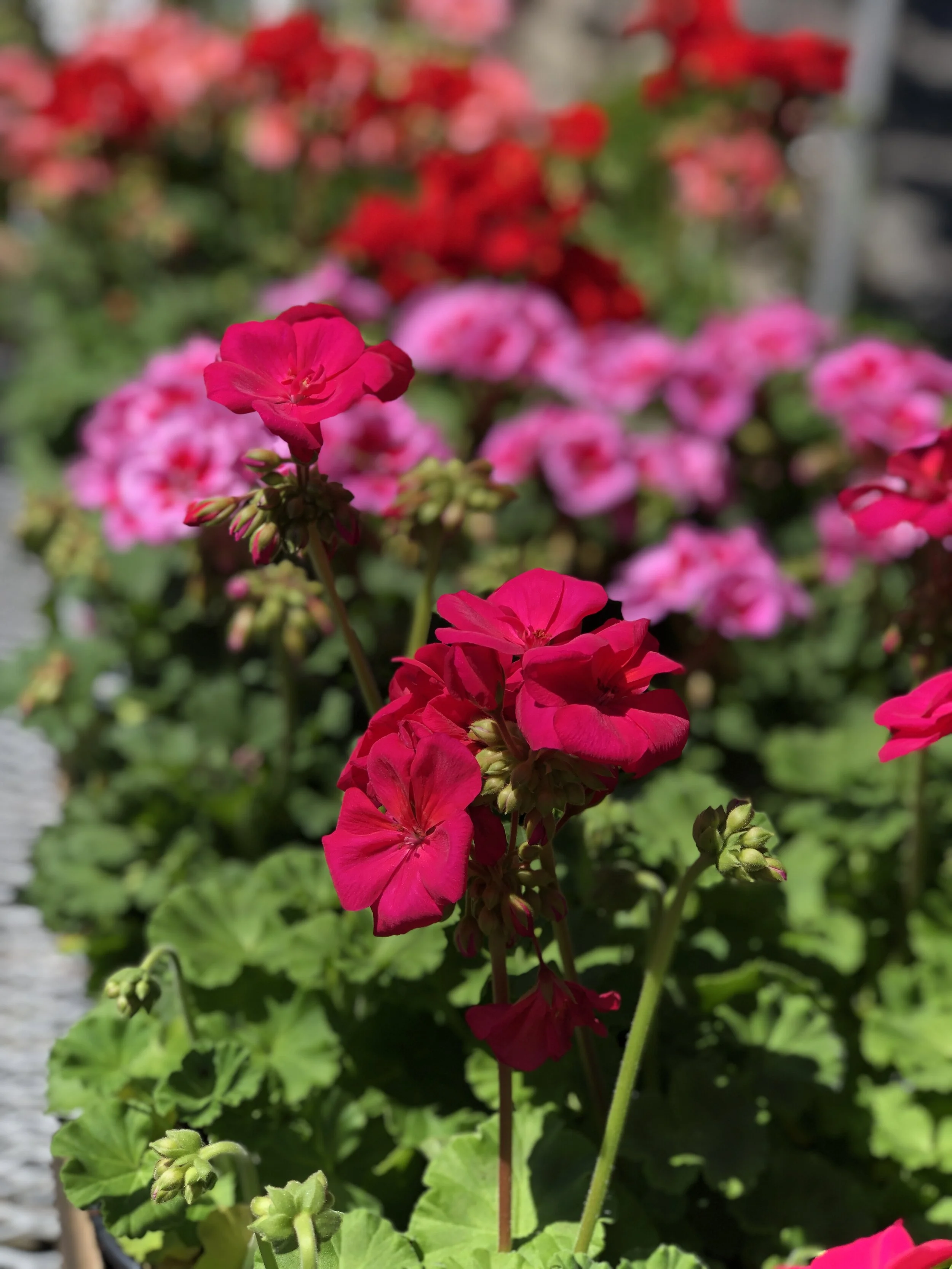 geranium_1.JPEG