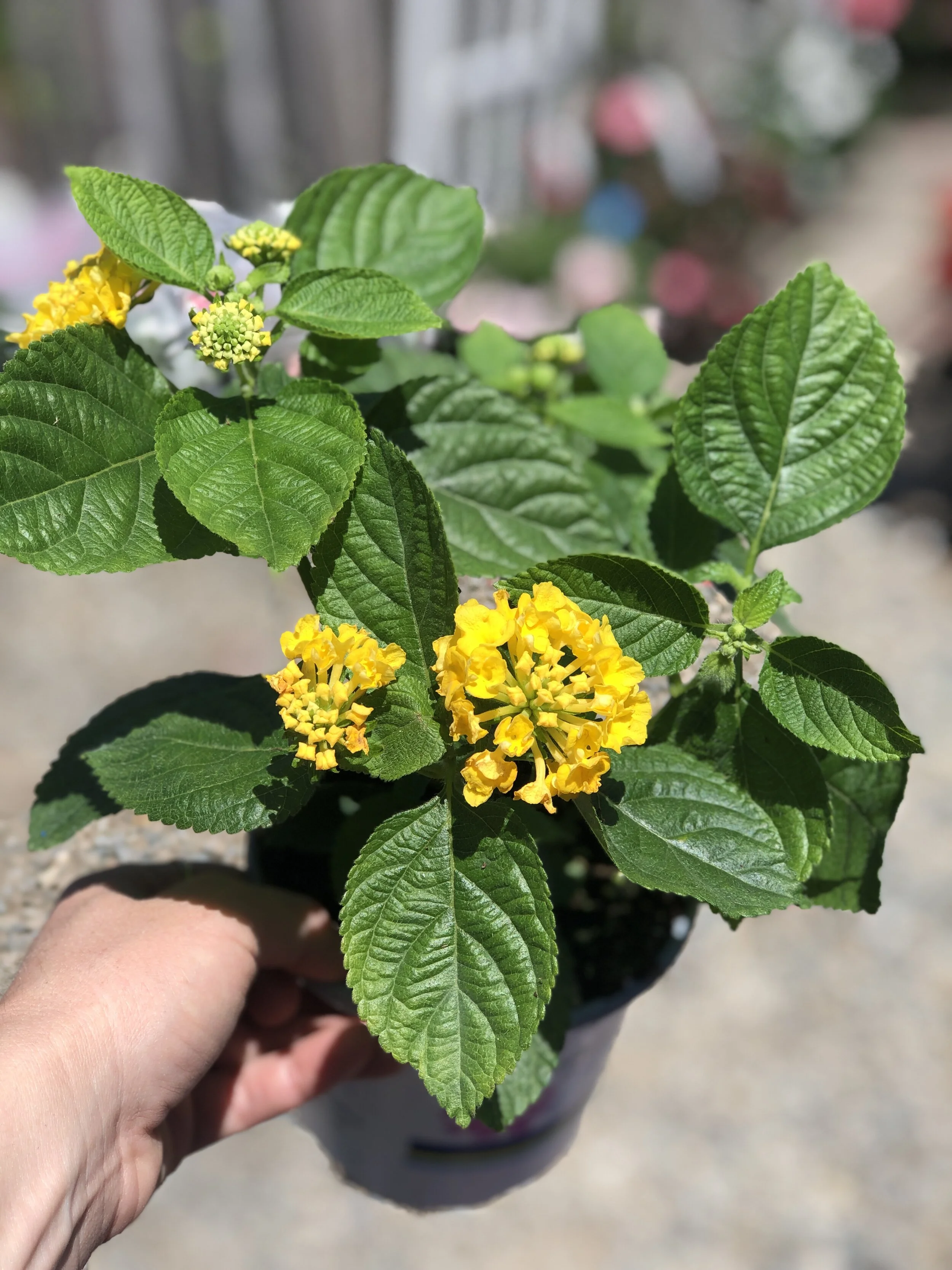 Lantana_Bandana_Yellow.JPEG