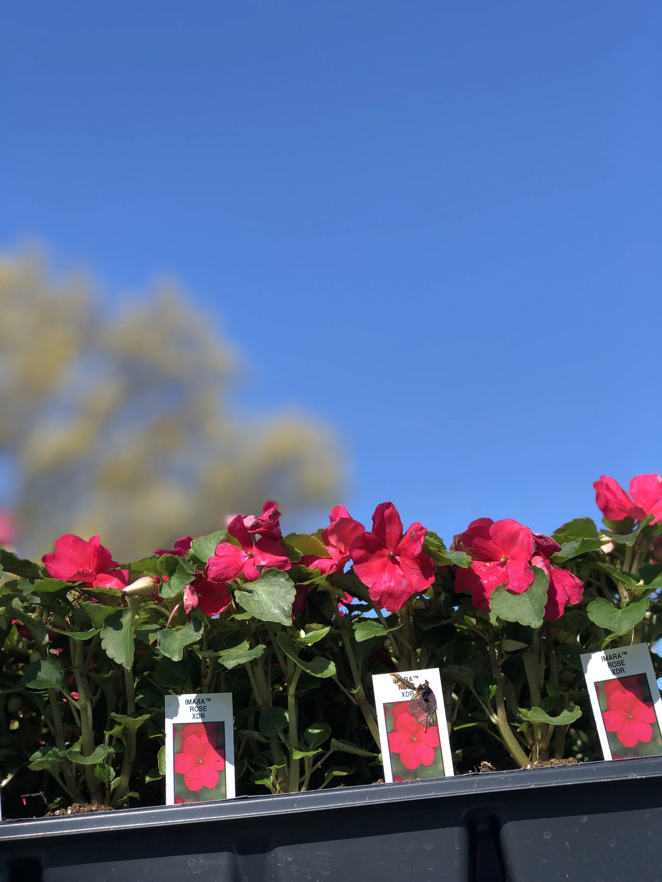 Impatiens_Red_Flat.JPEG