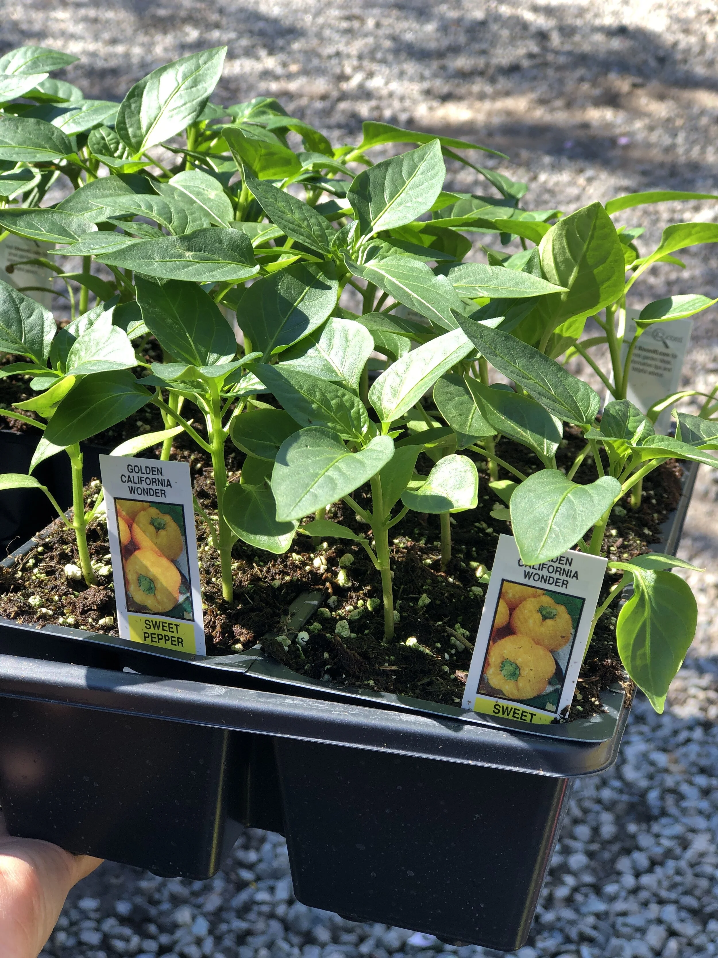 Bell_Pepper_Yellow.JPG