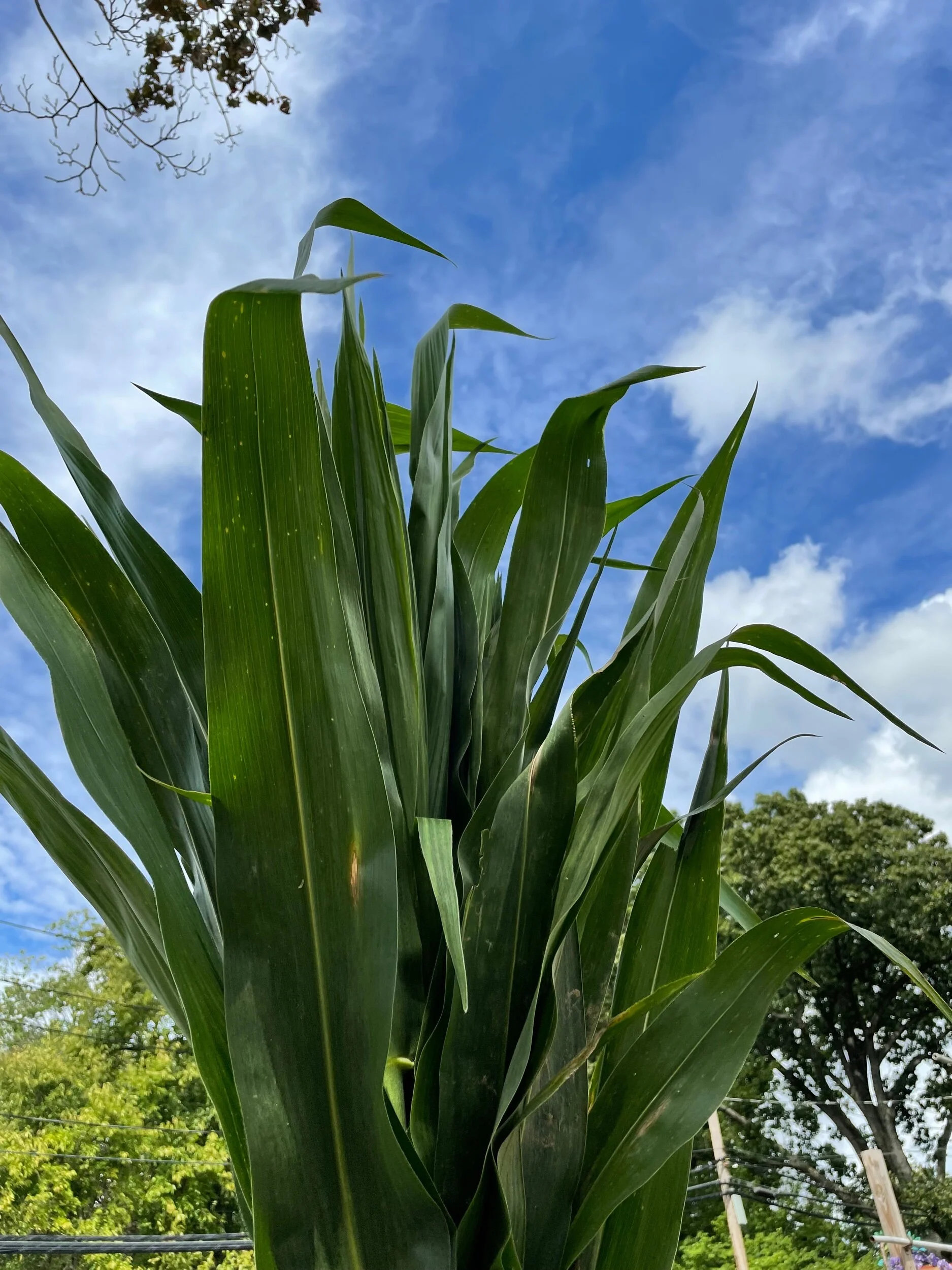 A040C085-D9D9-4A6B-AF2E-64EBF8549DD8