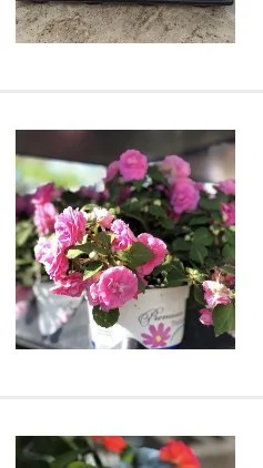 IMG_3630.jpeg