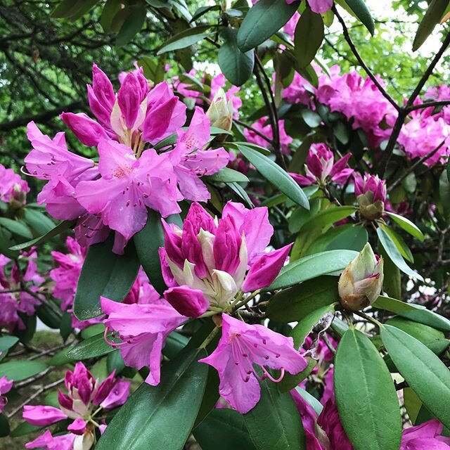 Another year, another beautiful bloom from the rhododendrons on our grounds. Very thankful during these times to have nature so close to us while we work.⁠
.
.⁠⠀
.⁠⠀
#rhododendrons #connecticut #ct #naugatuck #valley #nature #flowers #shoplife #bloom