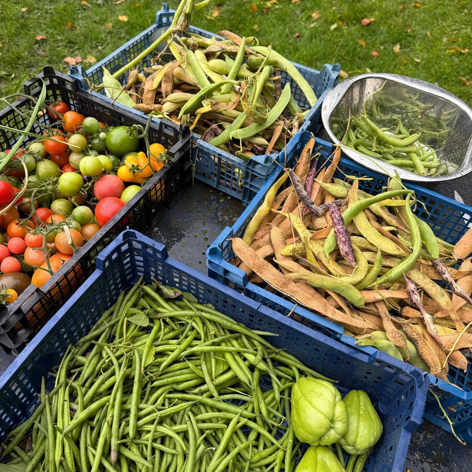 Allotment2025e.jpg