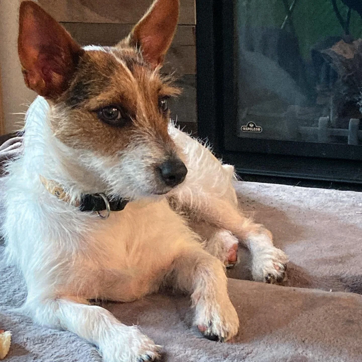 Olive chillin on #nationaldogday