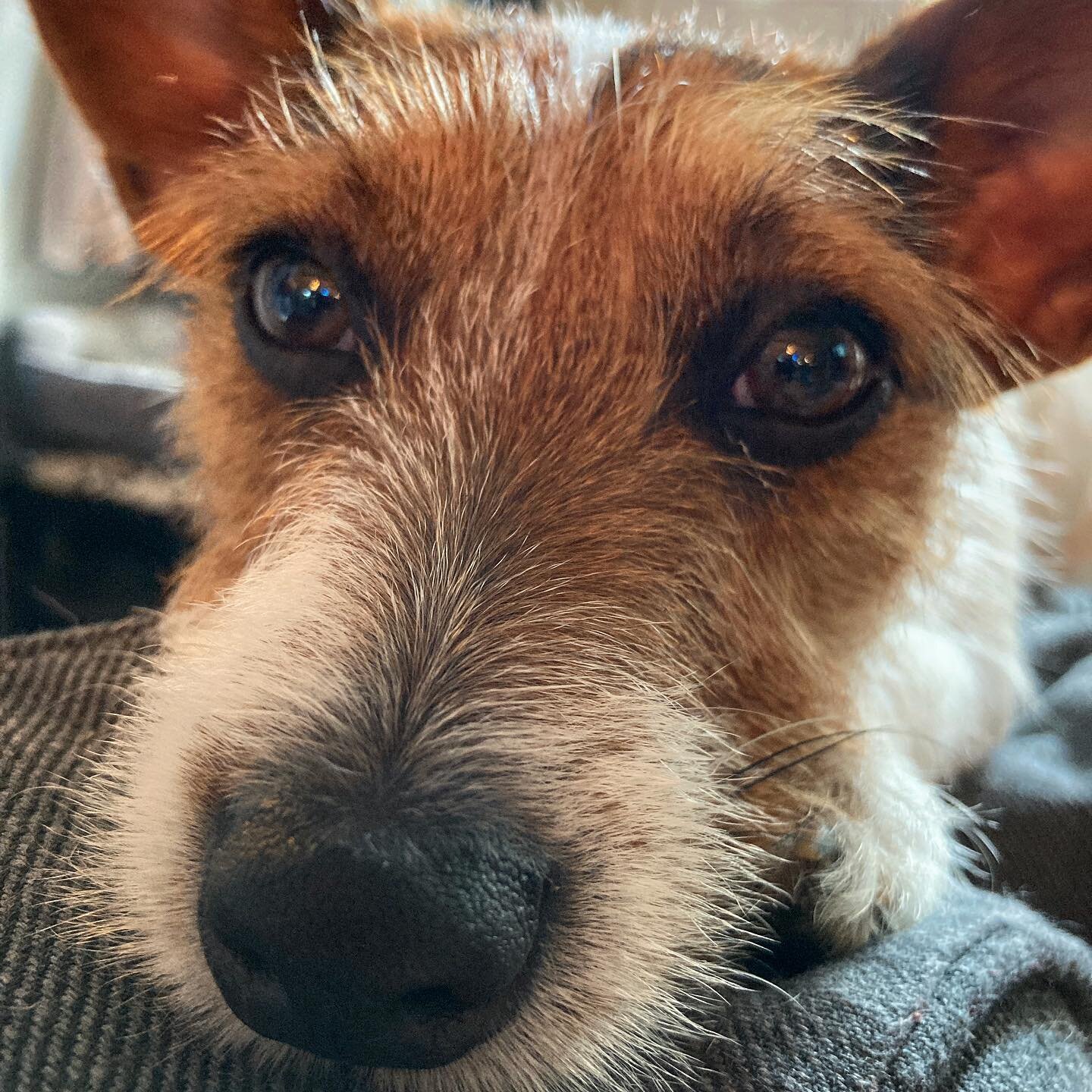 The pensive one. #olivethedog #puppiesofinstagram #dog