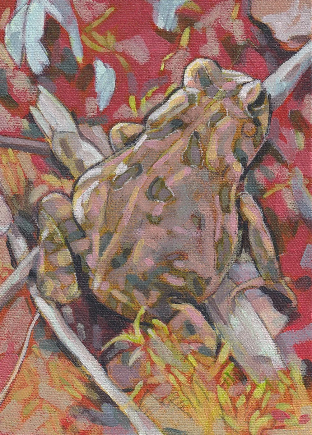 2026 Burmeister Forest Toad