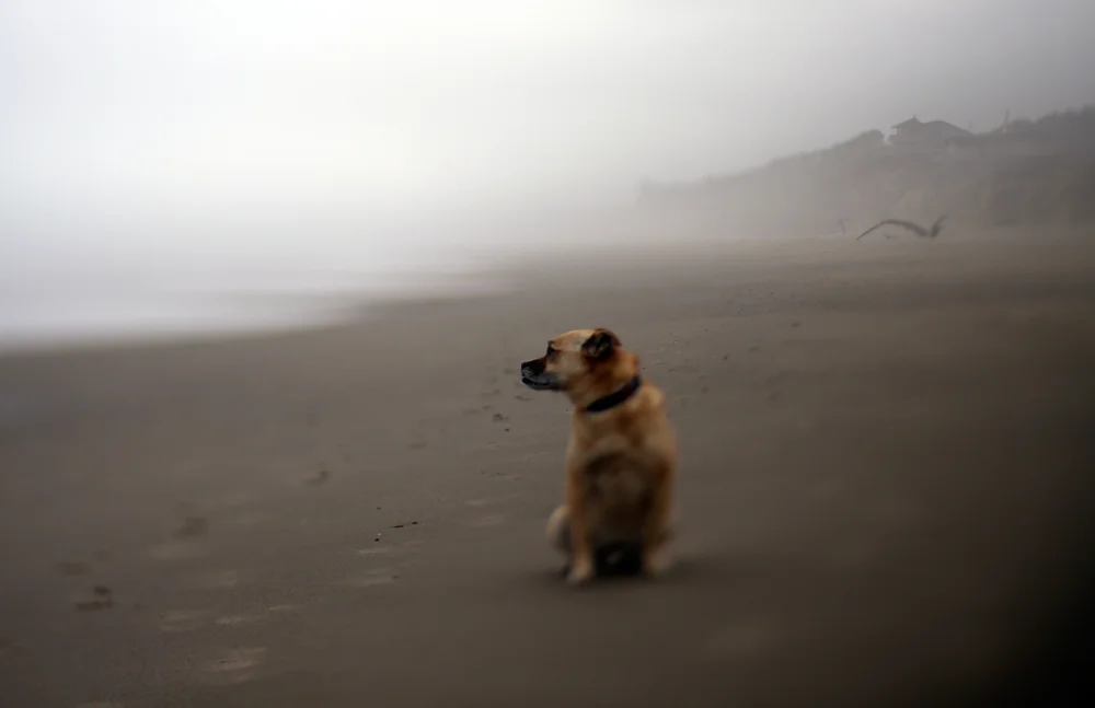 RCD_Dogs_Abeach.jpg