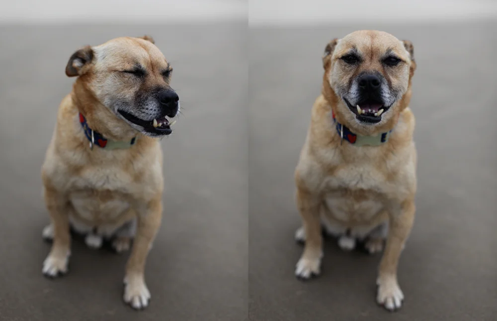 RCD_Dogs_Adytptych.jpg