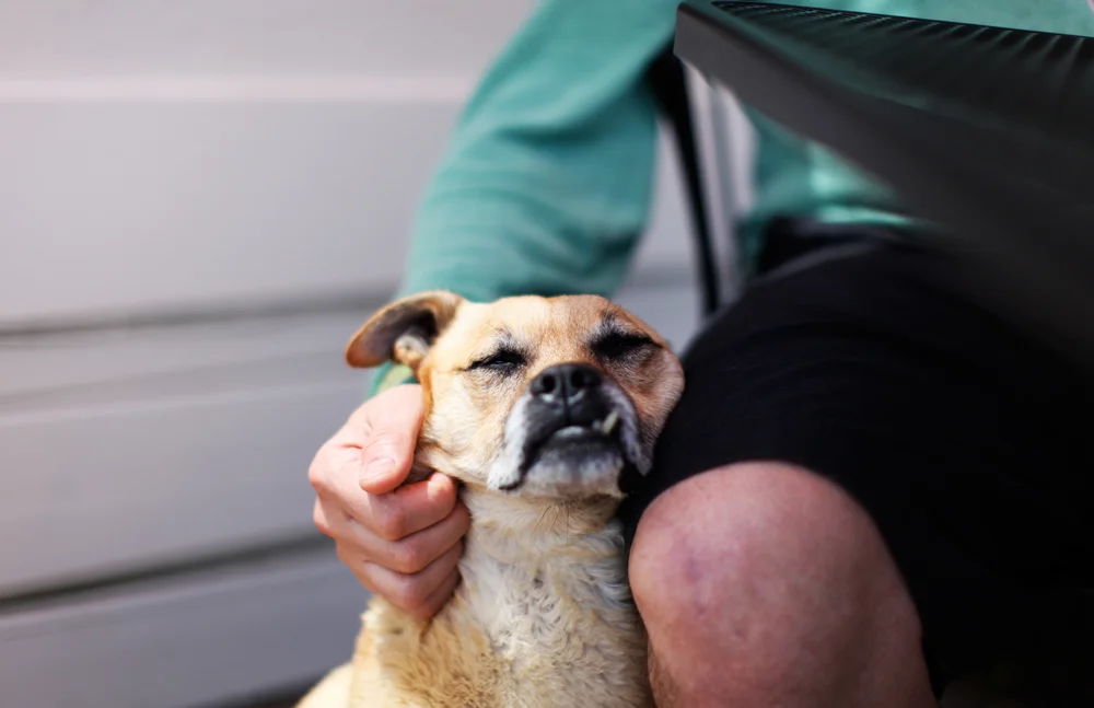 RCD_Dogs_Asmoosh.jpg