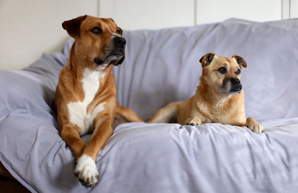 RCD_Dogs_MA.jpg