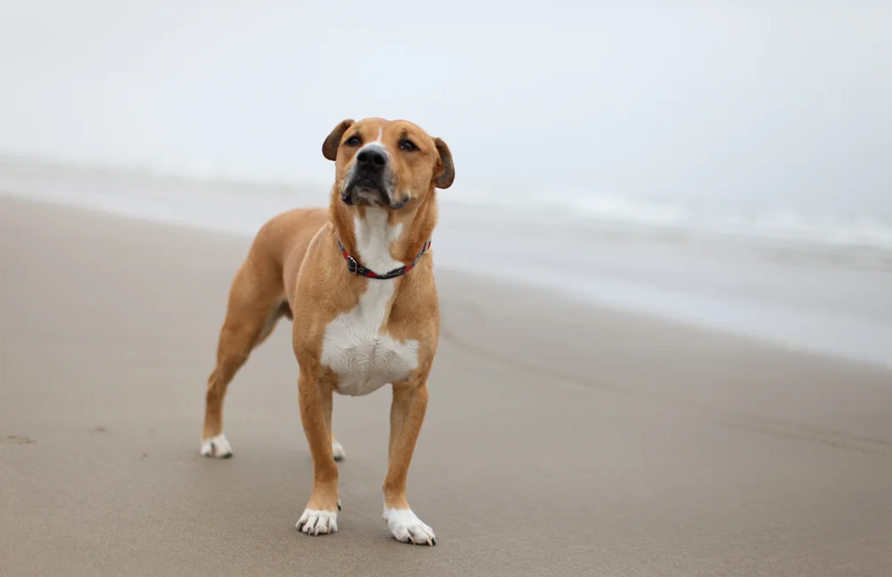 RCD_Dogs_Mhero.jpg