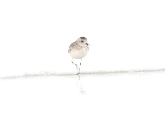 Plover In Surf At First Light