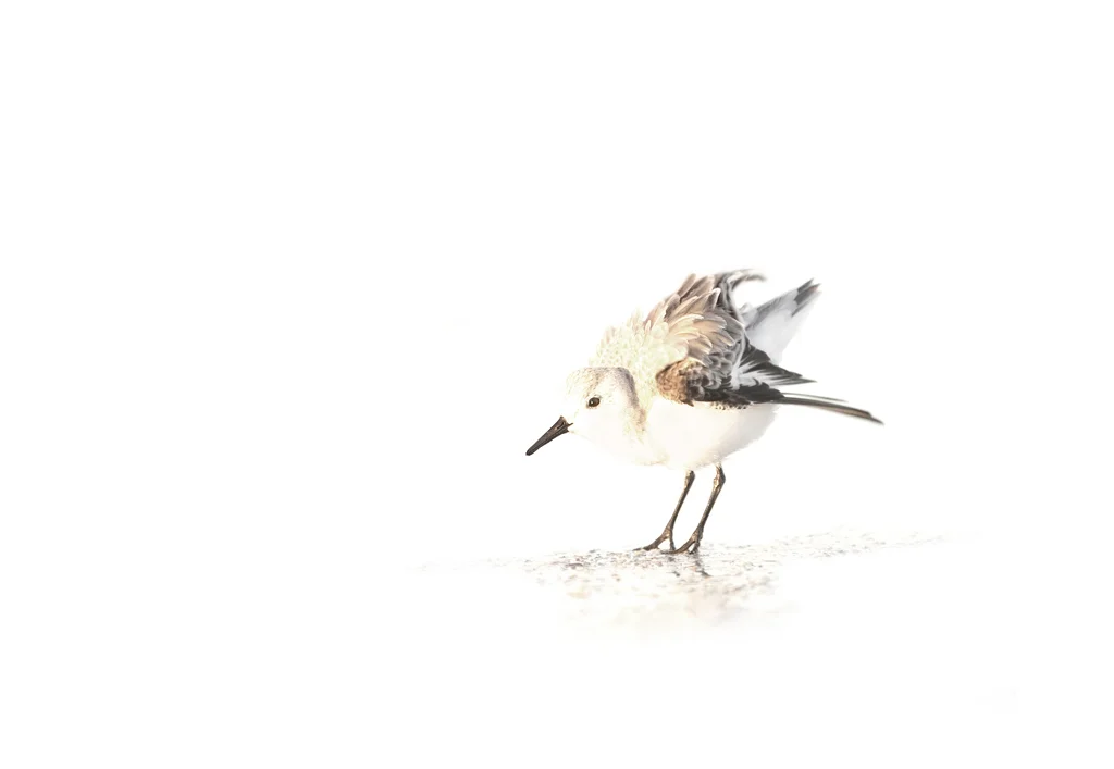 Preening at Dawn