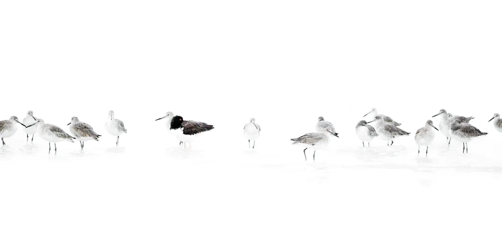 Odd One Out