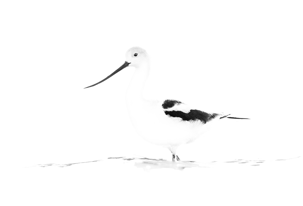 American Avocet