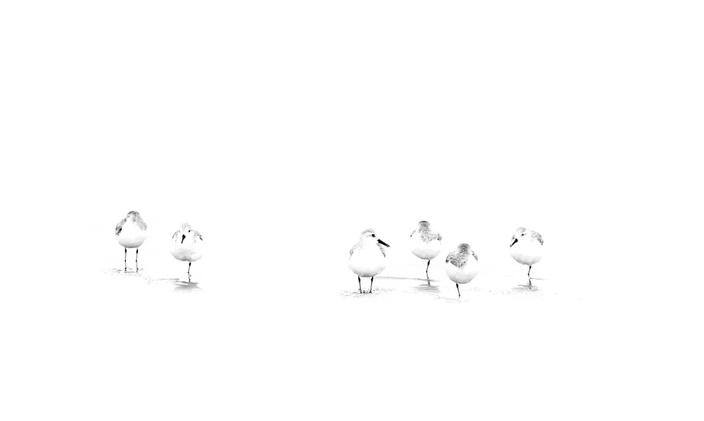 Sanderling Sonata