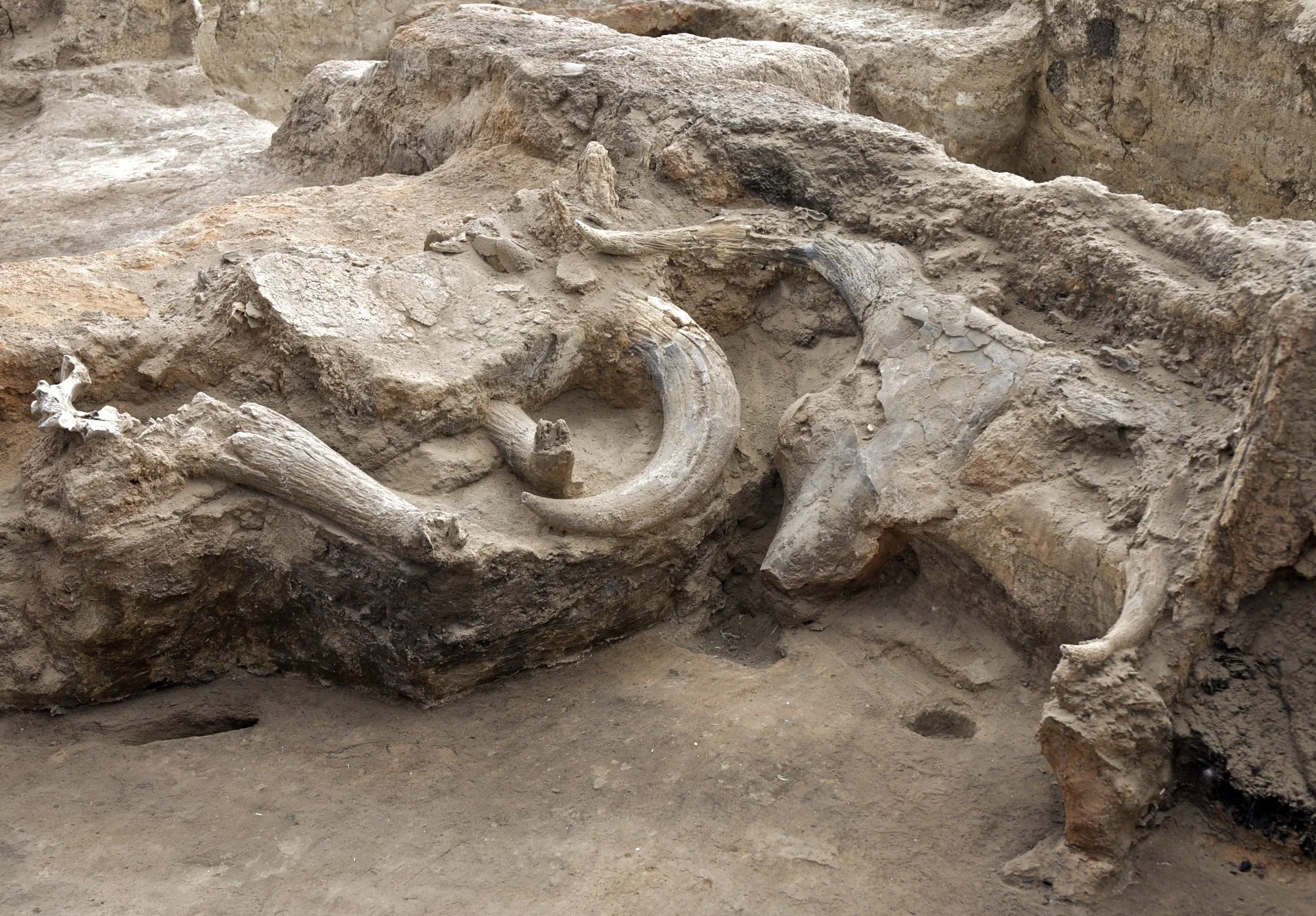Bucranium horncore installation in Building 52, Çatalhöyük, Turkey.