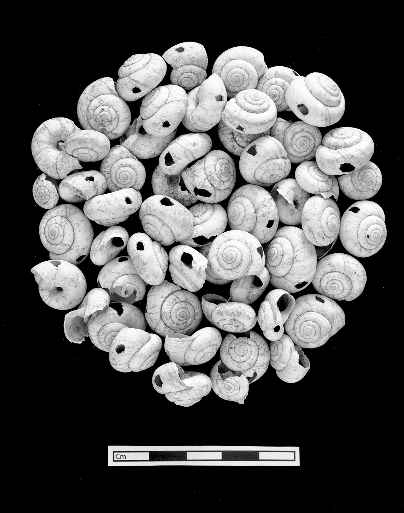 Perforated shell necklace pieces, Çatalhöyük, Turkey.