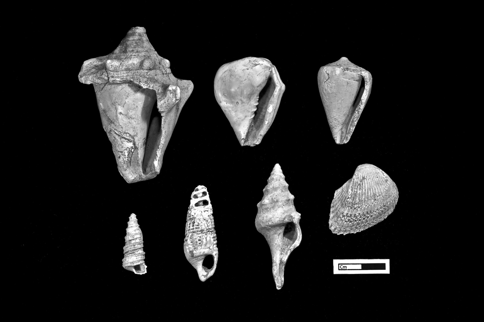  Shells from the Neolithic site Çatalhöyük, Turkey. 