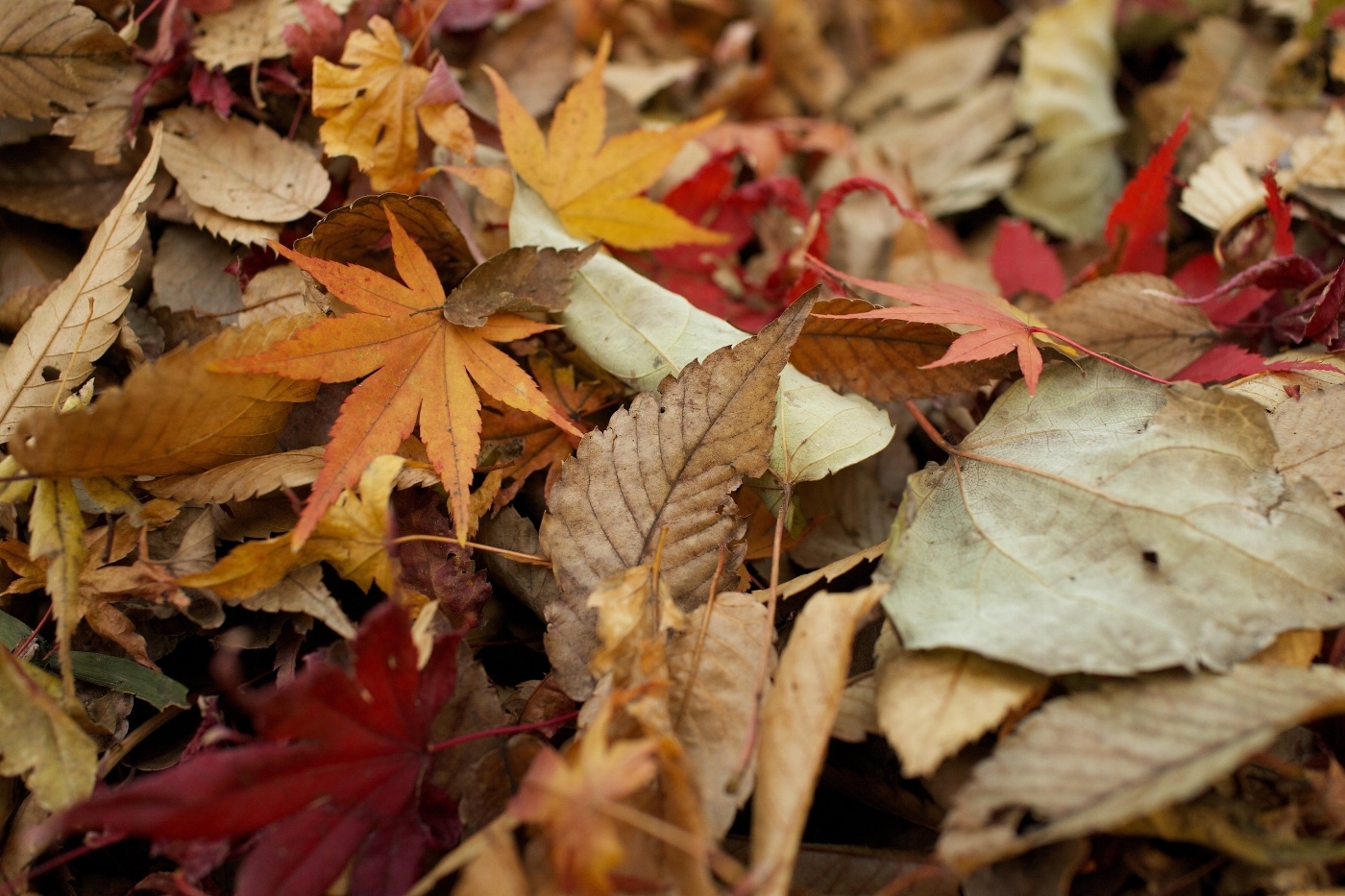 Fall Floor Makeover