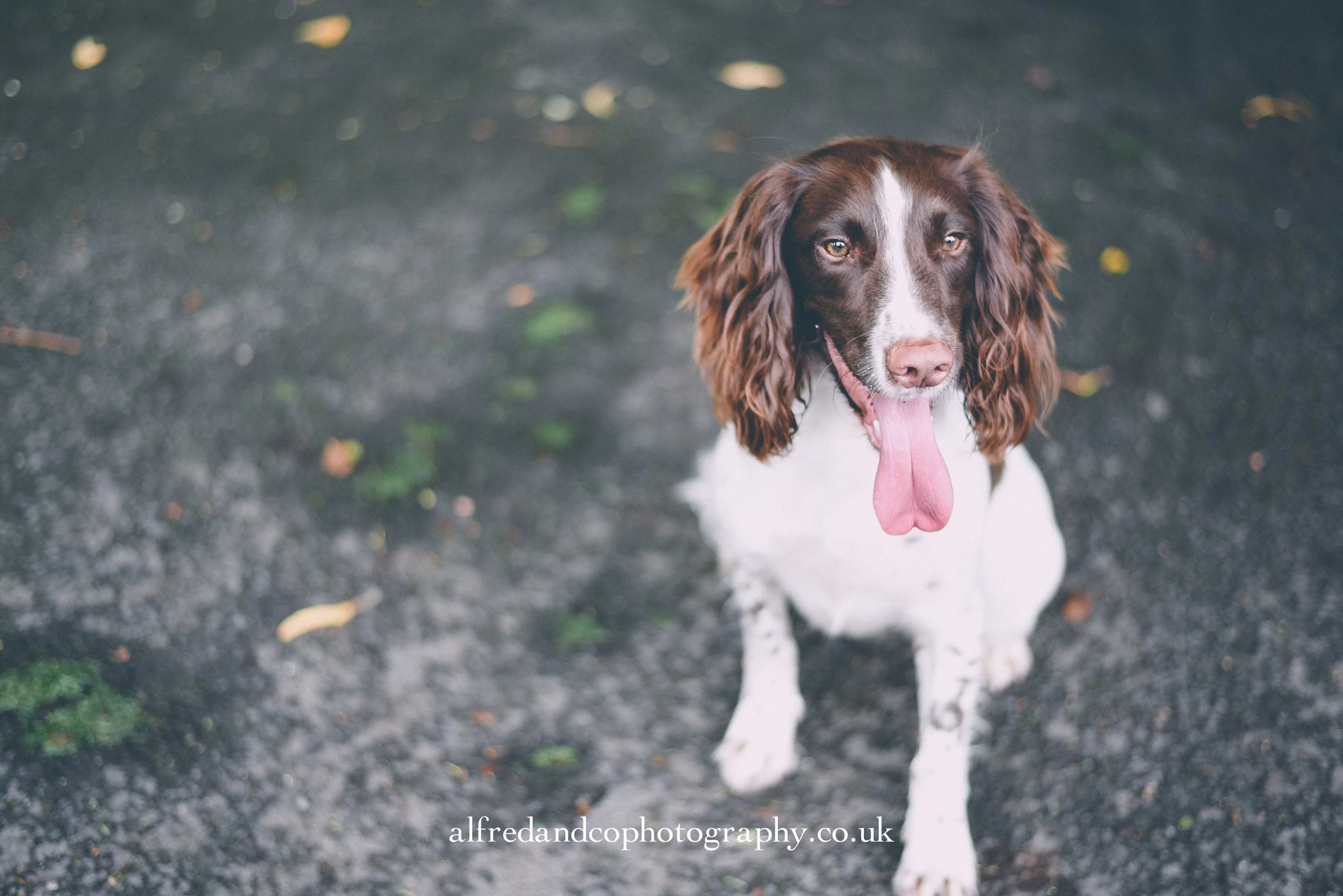 pre-wedding photography clitheroe