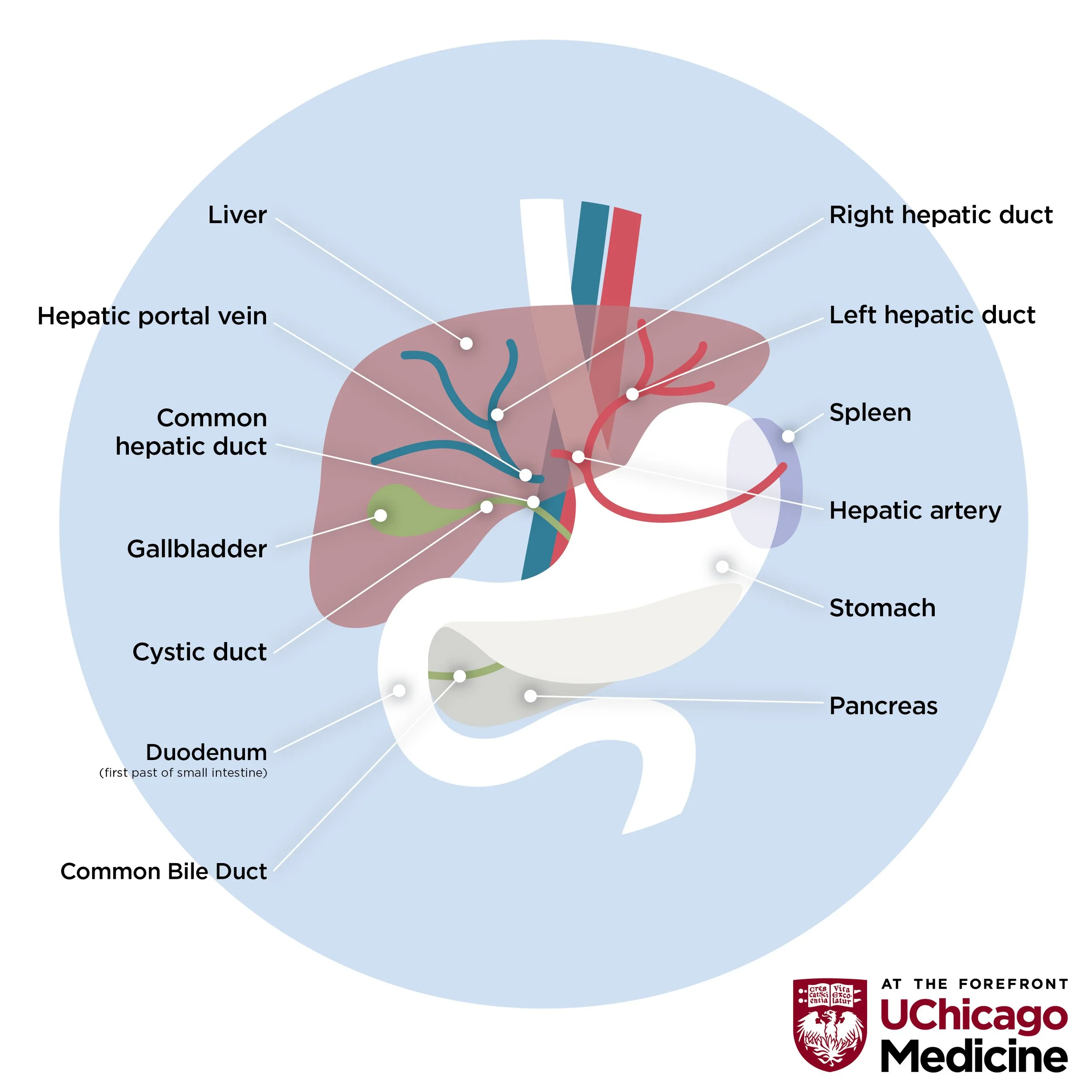 0 SQ 01 Liver Infographic 1B.jpg