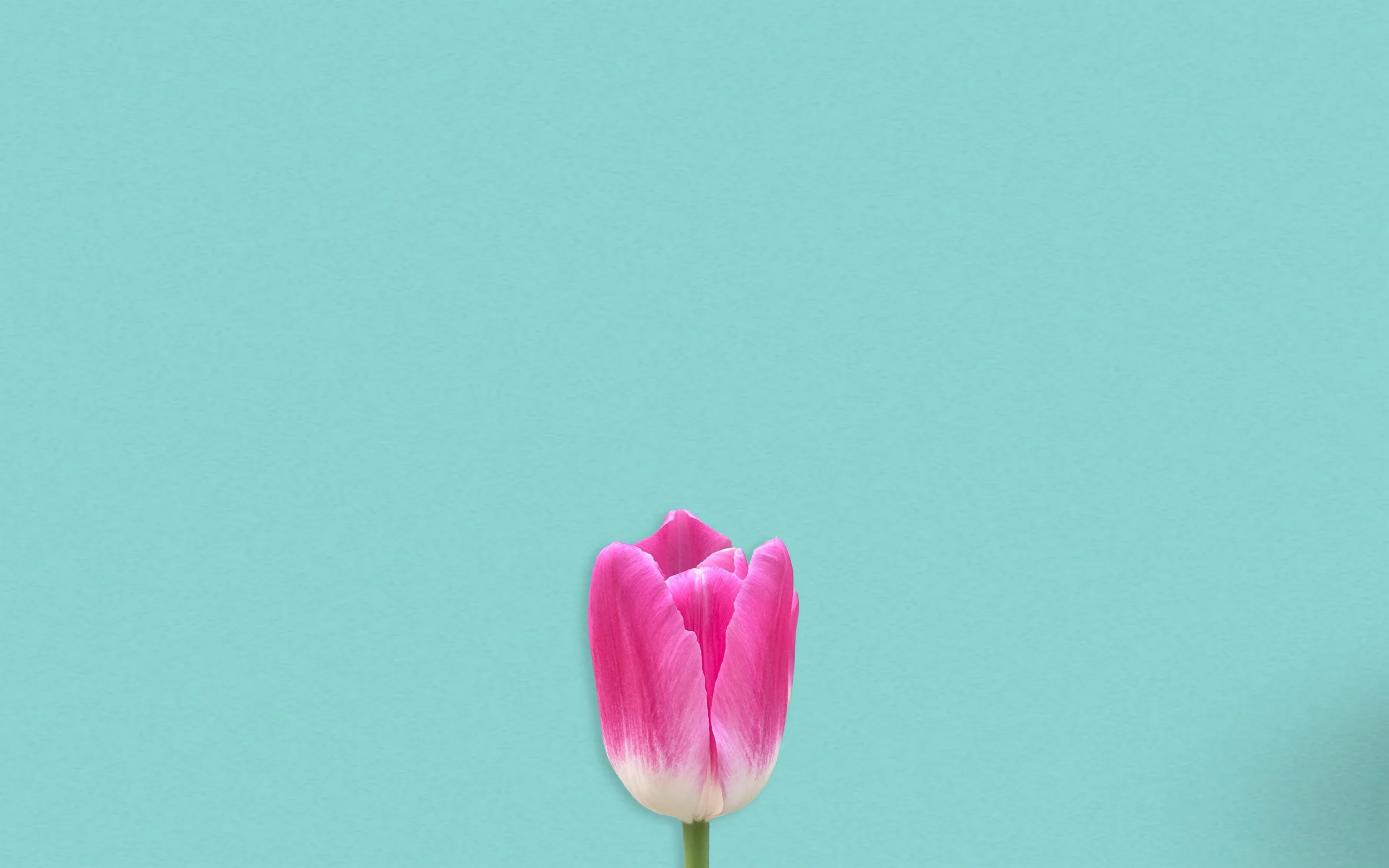 0 Light blue with tulip.jpg