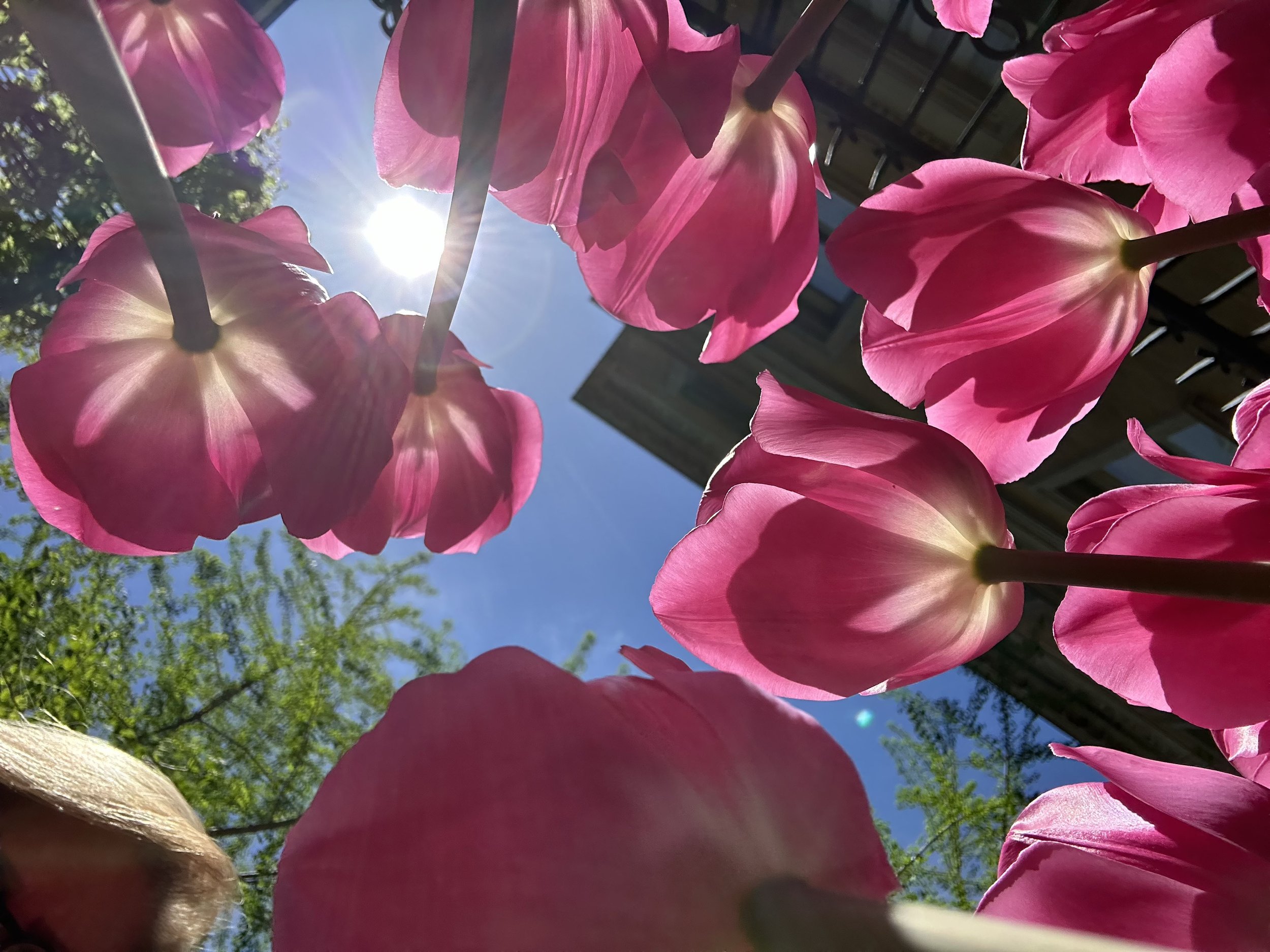 Pink tulips underneath.jpg