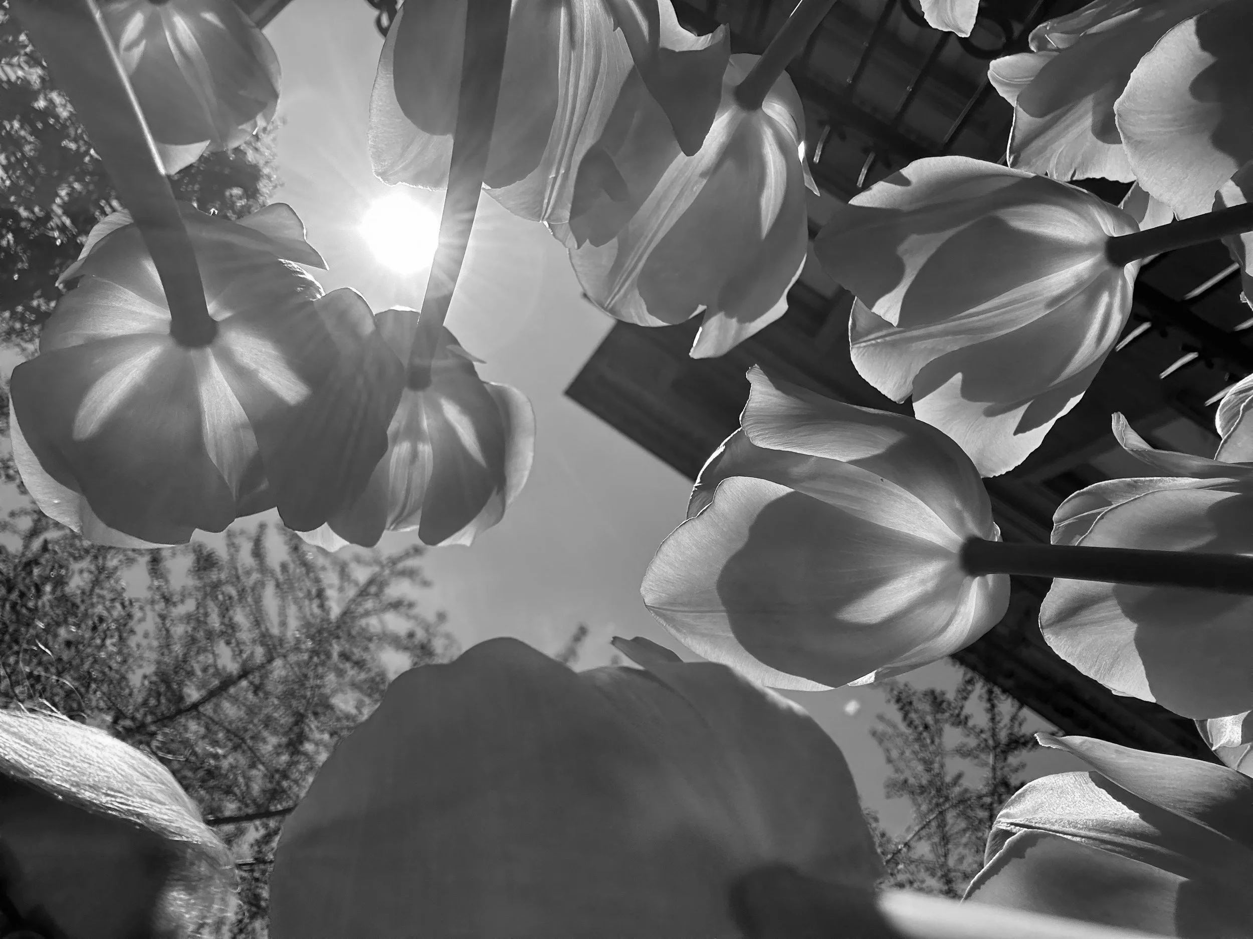 Pink tulips underneath BW.jpg