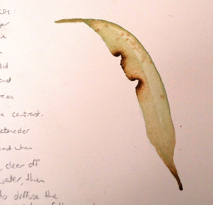 And now for the final and most crucial step, adding in those details that give your leaf character and make your painting unique. Making sure the the previous layers have dried first, I have cleared up my brush and blotted out the moisture on some paper towel, then I have taken another pinch of brown watercolour -- only this time I haven't added any water to it, rather I have dipped the brush directly into the concentrated paint. I have picked out a few places that I want to draw the attention to -- where this leaf looks like it has been burned and pieces have been torn out. I have tapped the brush at the edge of those places and made a very small mark. Then, while it dries partially, I have cleaned off my brush again and soaked it in water. Now, using only water on the brush I have gently extended the colour out into the leaf so that there is a diminishing gradient running over the colors underneath. If you take your time with this final step and really look closely at those markings on your leaf before blending them into the undertones, you will be sure to create a striking juxtaposition when your composition is complete. The most important thing to know about all forms of art is that there is never an incorrect way to creatively express yourself. Art really is important for the heart and your spirit; it is *always* worth making time for. I teach watercolours every term on Saturday mornings at CIT Solutions Short Courses -- here is the link for more information if you are interested -- thanks for reading and I hope to see you there! Link: CIT Solutions Short Courses